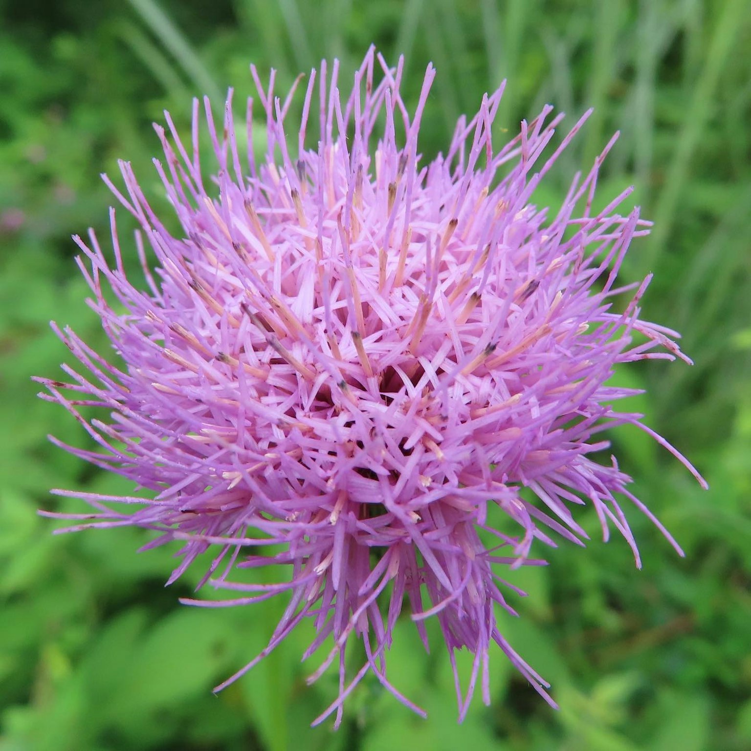 Gros plan d'une fleur violette avec des pétales complexes sur un fond vert