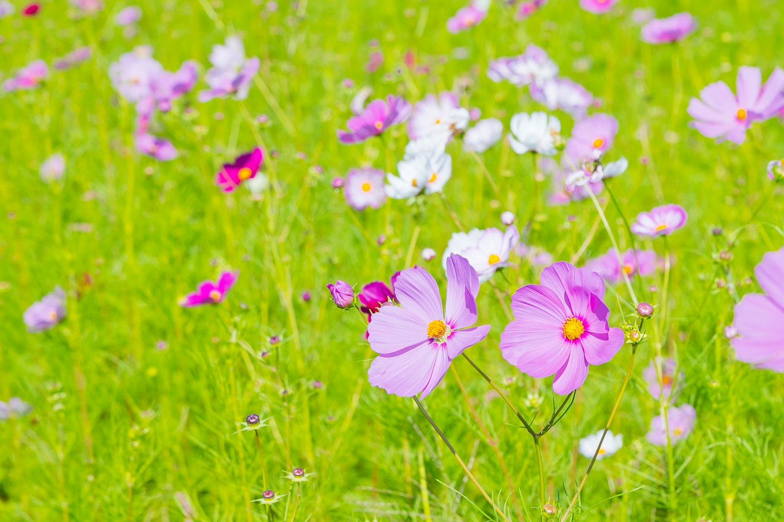 Un pré vibrant rempli de fleurs violettes et blanches en fleurs