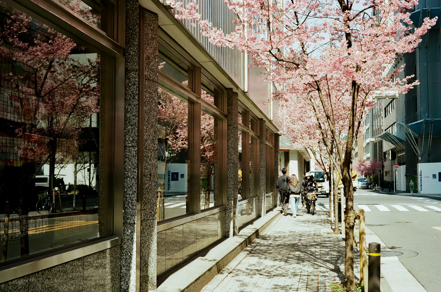 Street view featuring cherry blossom trees and building reflections