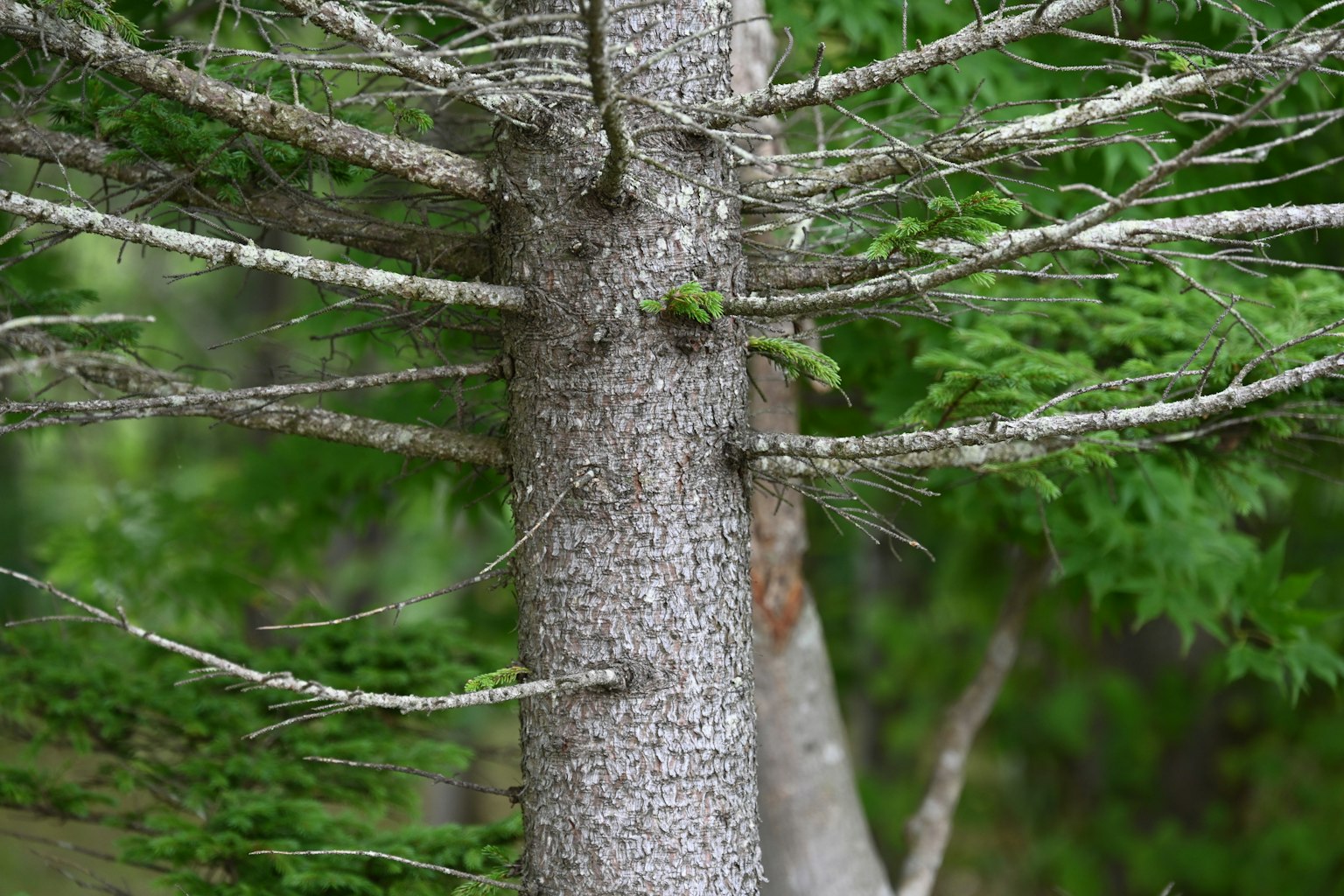 Close-up of a tree trunk and branches against a green background