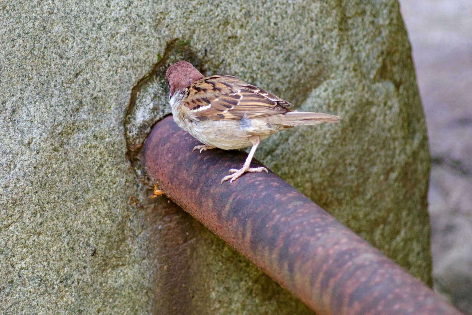 Un piccolo uccello posato su un tubo arrugginito