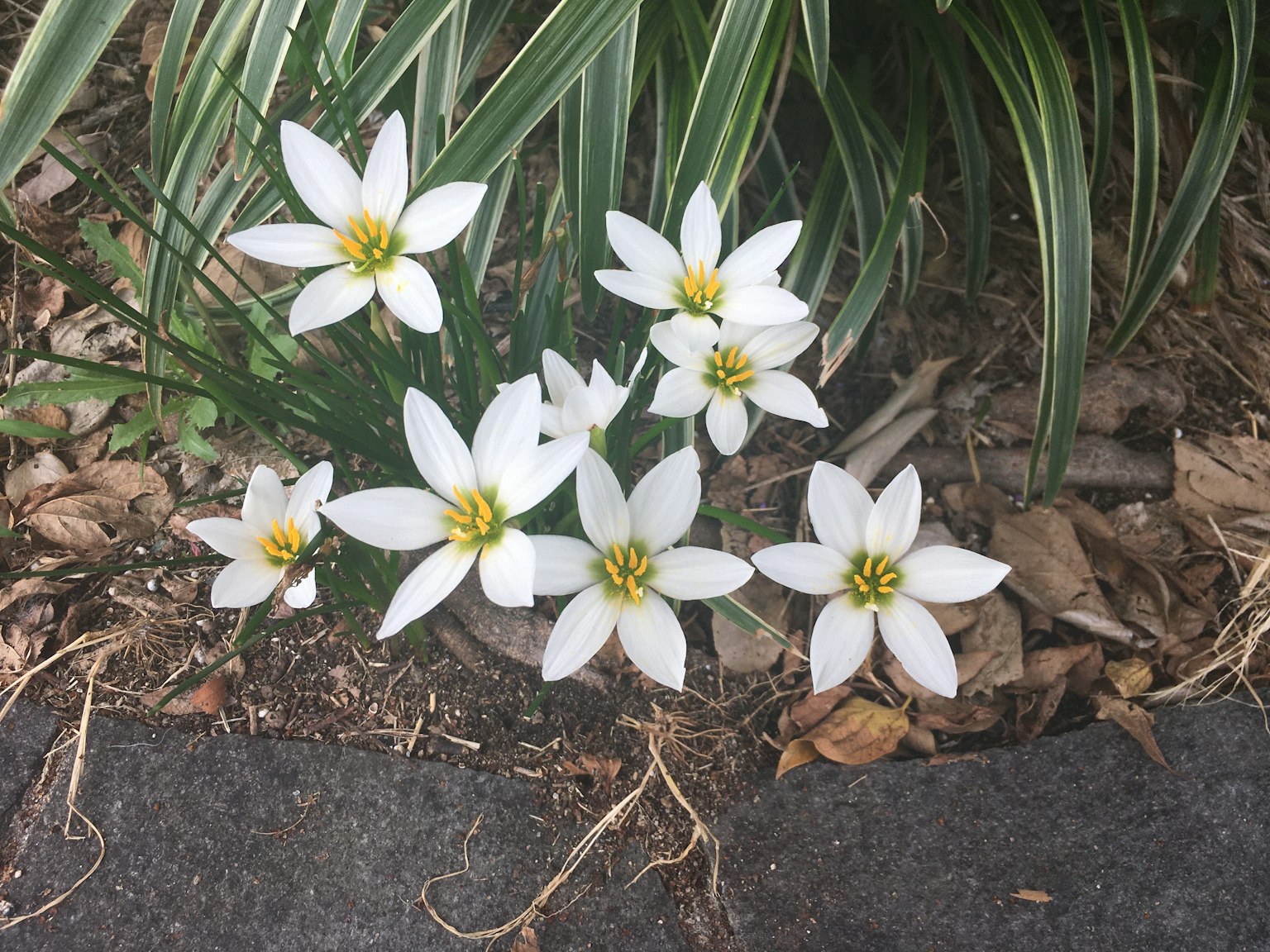 Regroupement de fleurs blanches avec des centres jaunes et des feuilles vertes
