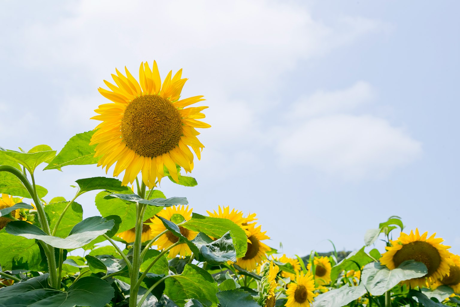 Champ de tournesols en fleurs sous un ciel bleu