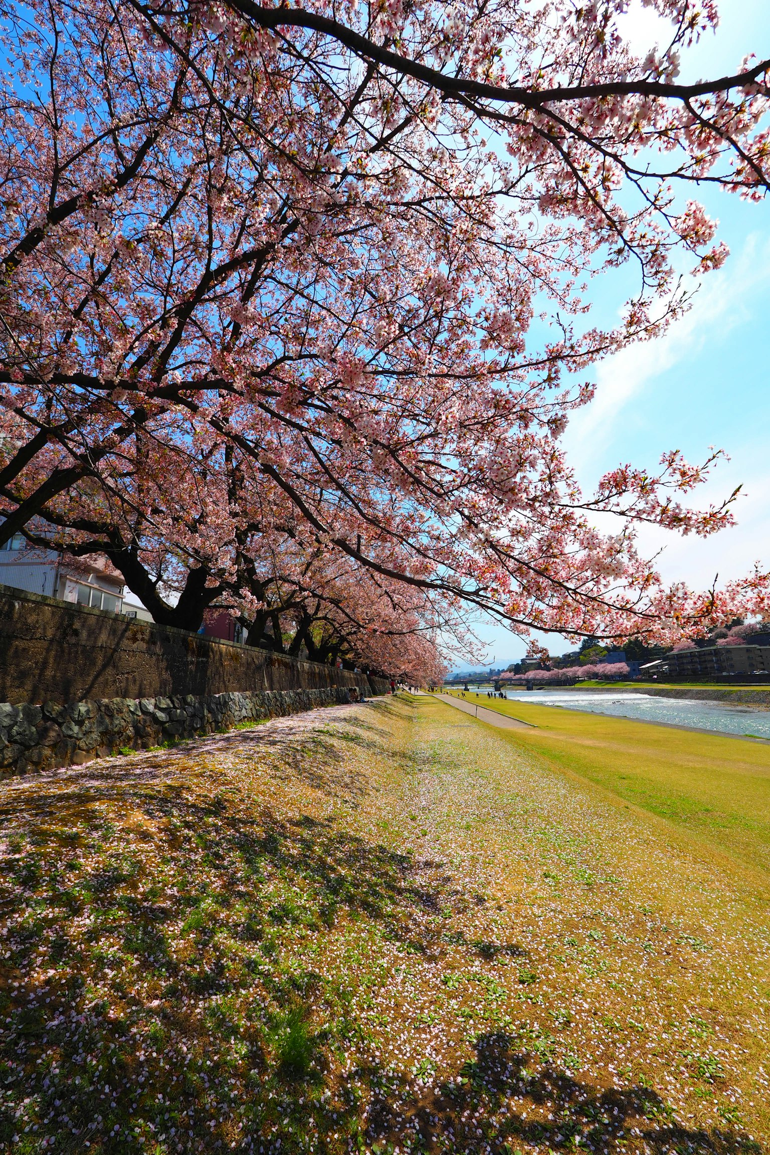 Pemandangan indah pohon sakura di sepanjang jalan di bawah langit biru