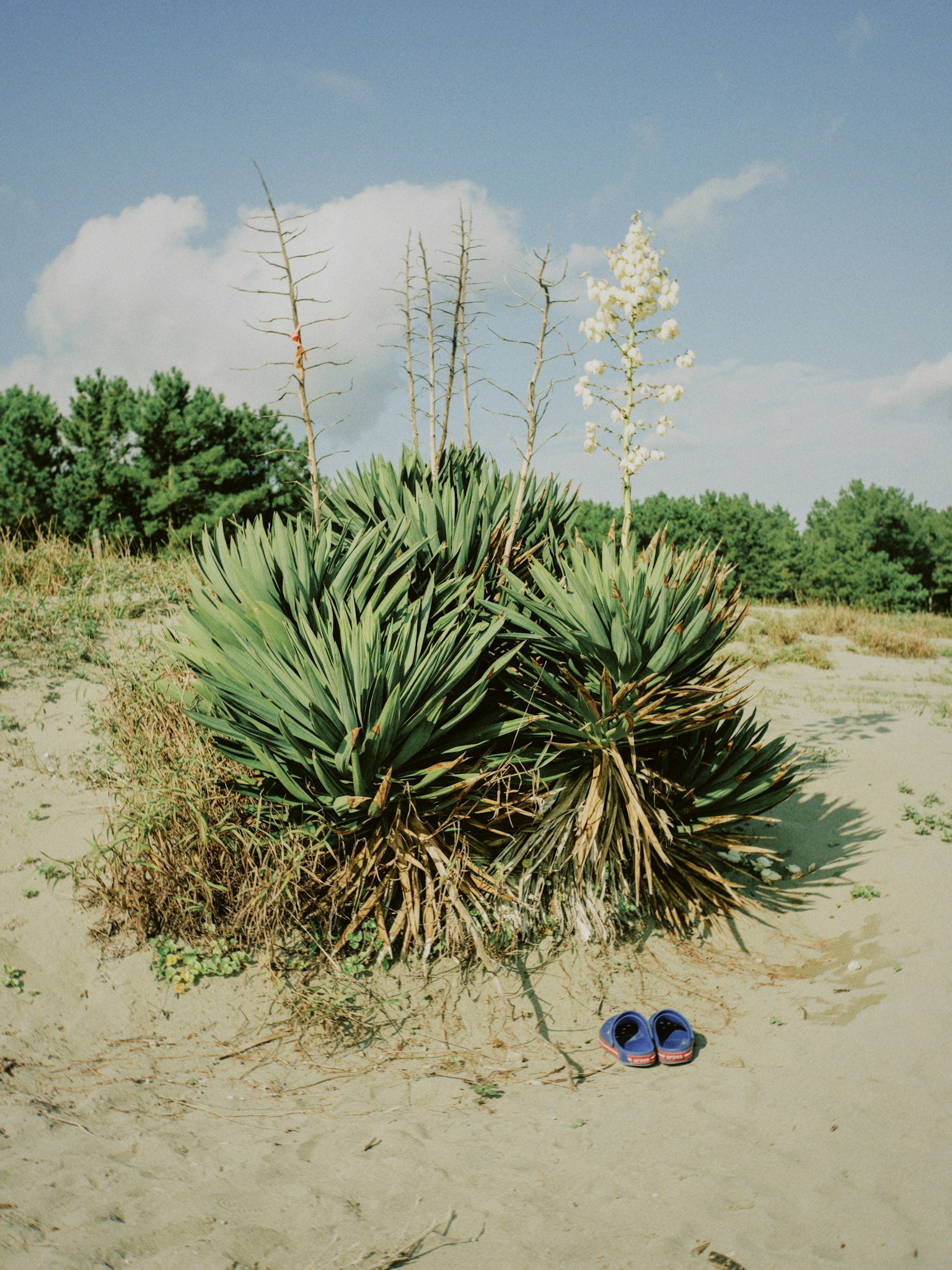 Grandes plantes poussant sur une plage de sable avec des chaussures bleues