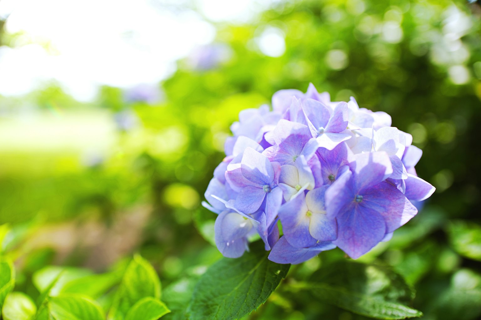 ดอกไฮเดรนเยียสีน้ำเงินม่วงบานอยู่ท่ามกลางใบเขียว