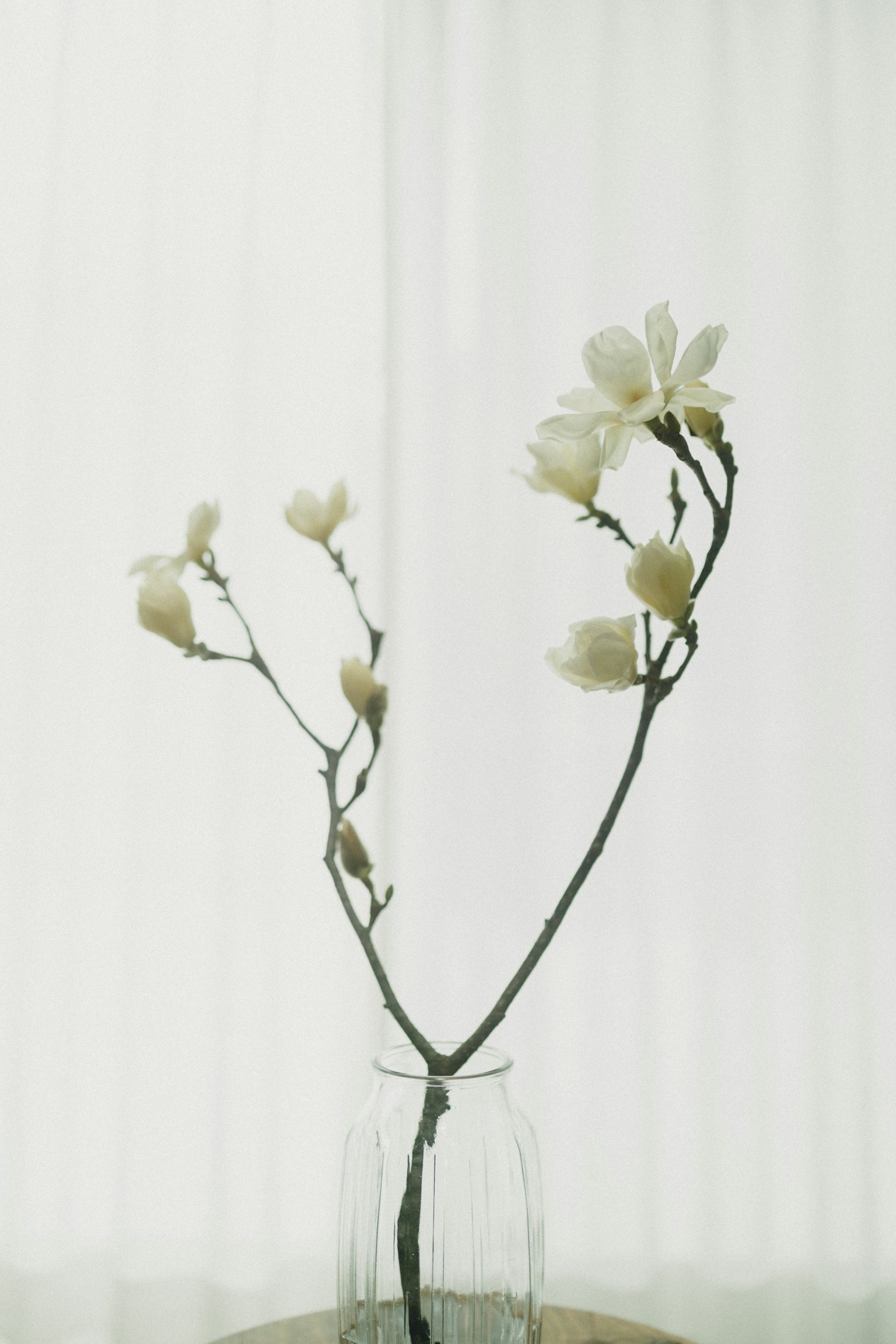 Un arrangement simple de branches avec des fleurs blanches dans un vase transparent