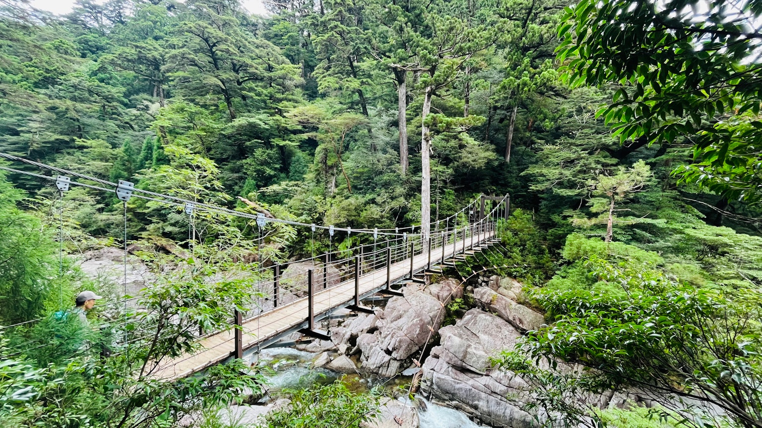 Hängebrücke in einem üppigen grünen Wald über Felsen