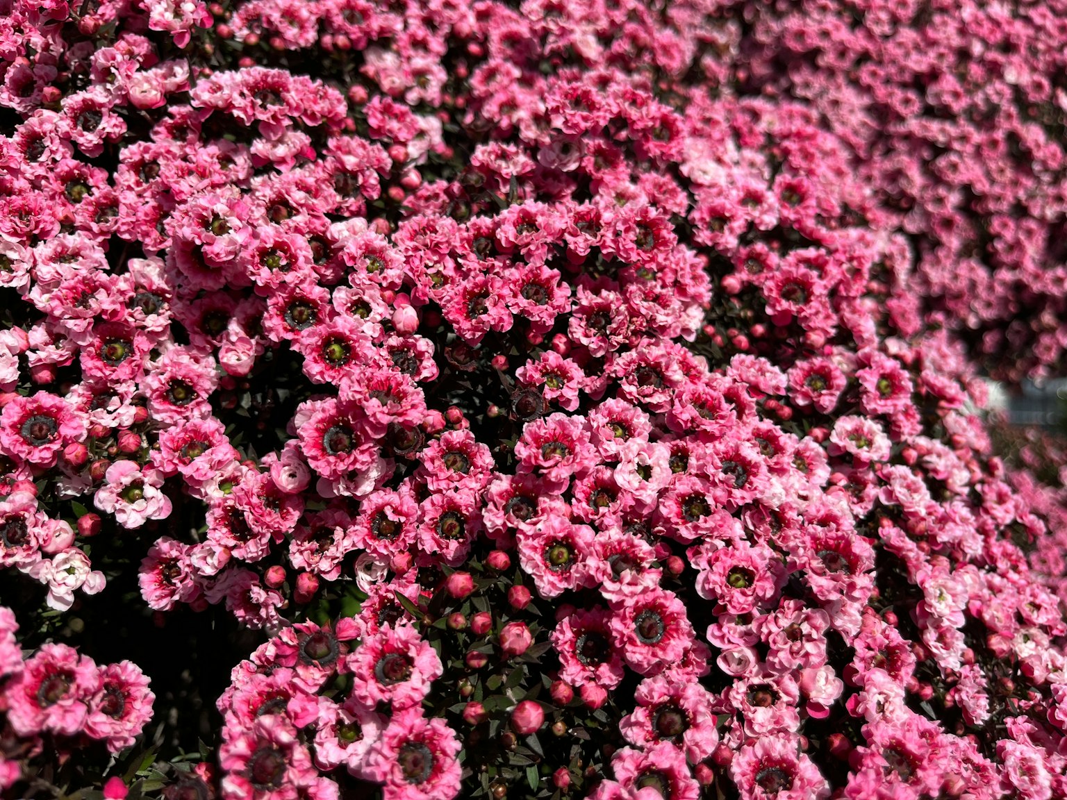 Primo piano di una bella pianta con grappoli di fiori rosa