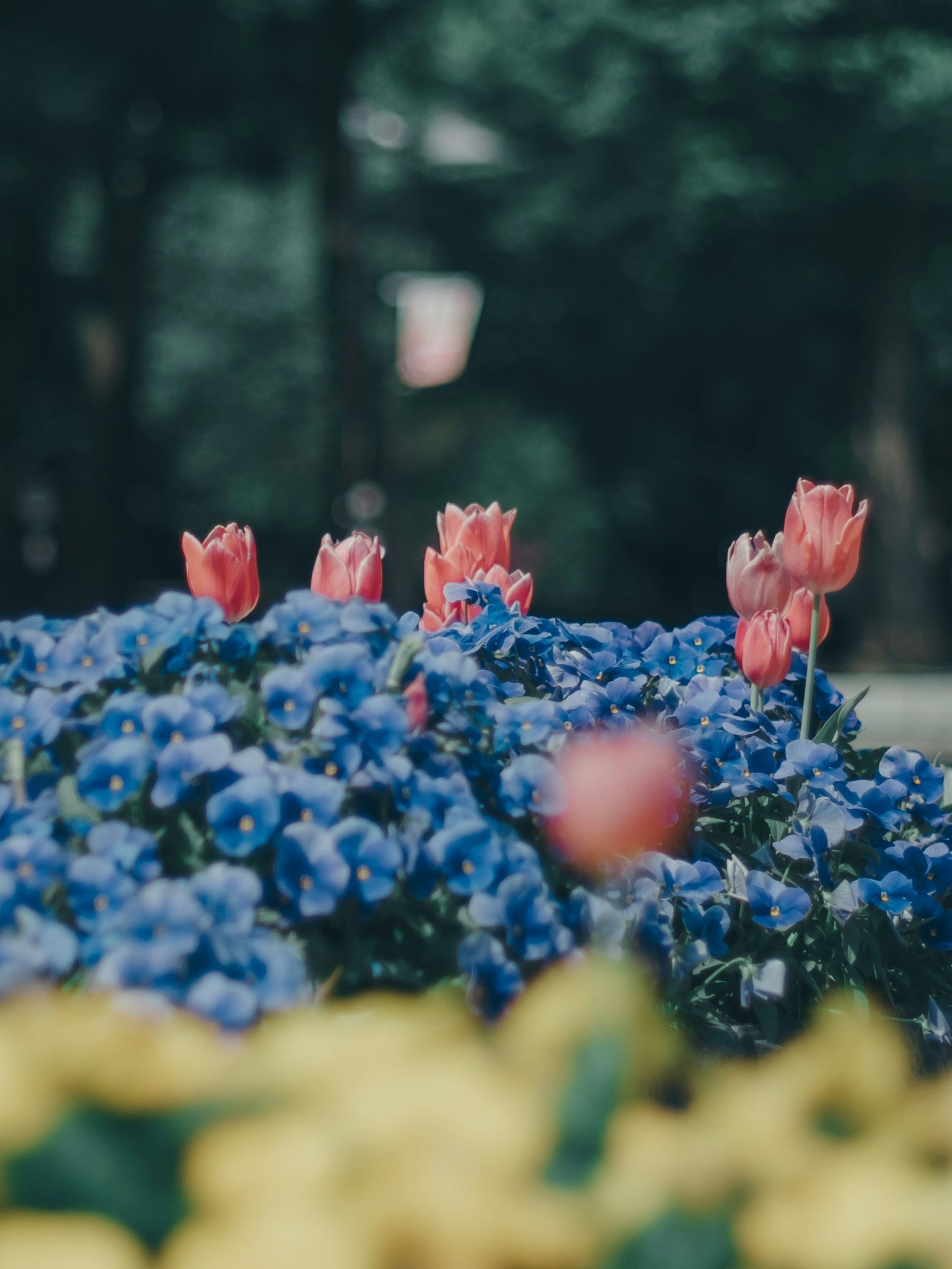 Bunga berwarna-warni mekar dengan bunga biru dan tulip merah yang mencolok