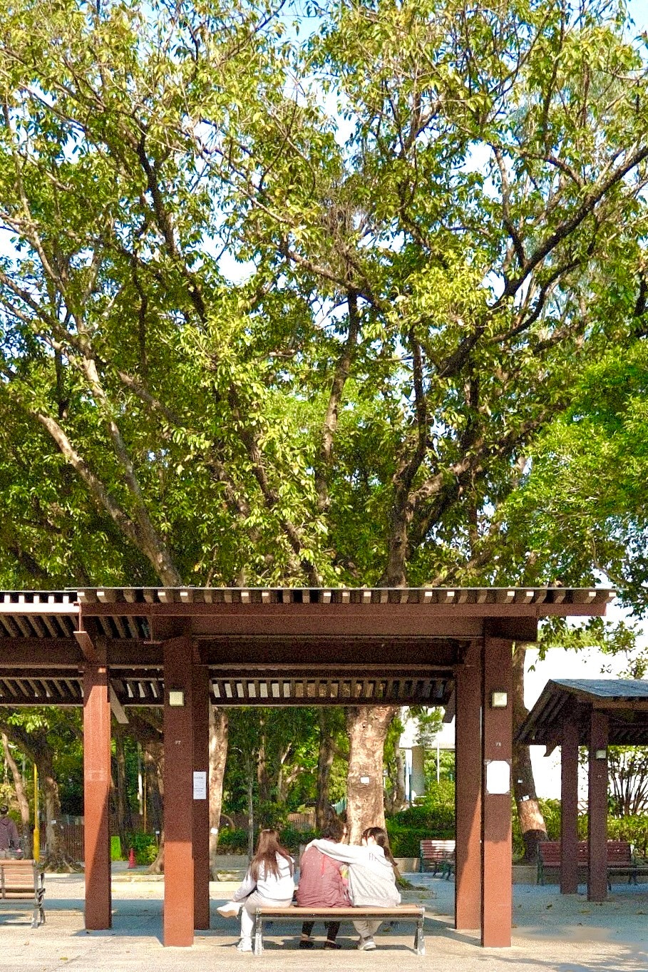 木陰のベンチとパーゴラのある中庭