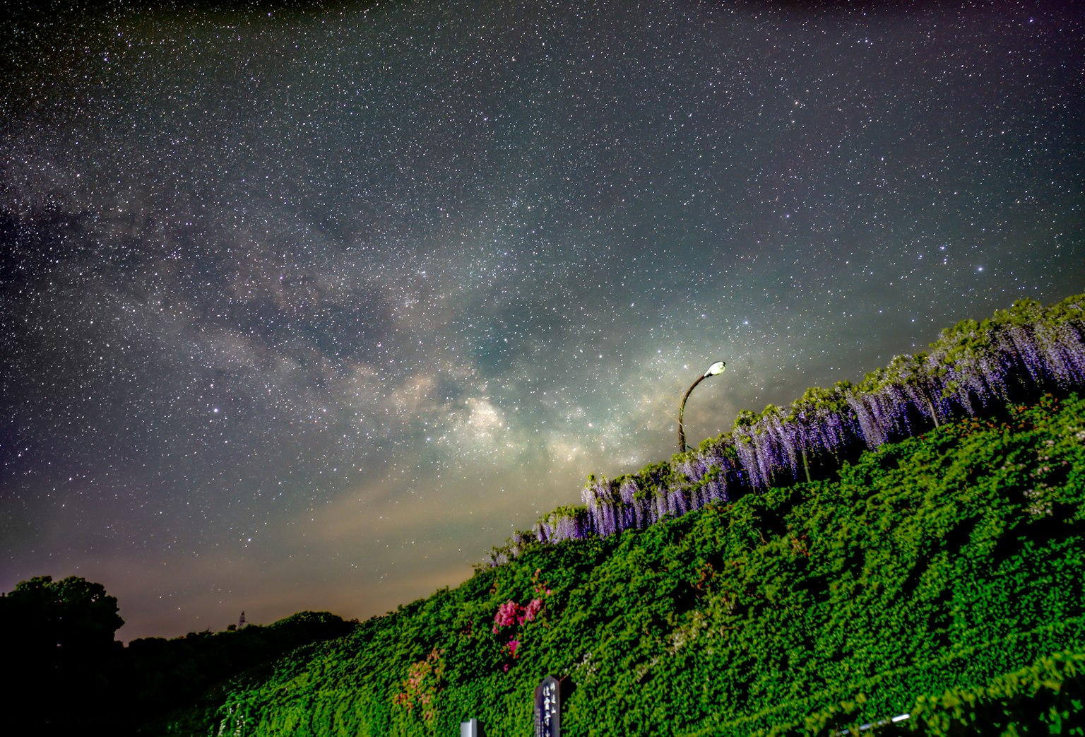 Starry night sky with wisteria flowers on a green hill