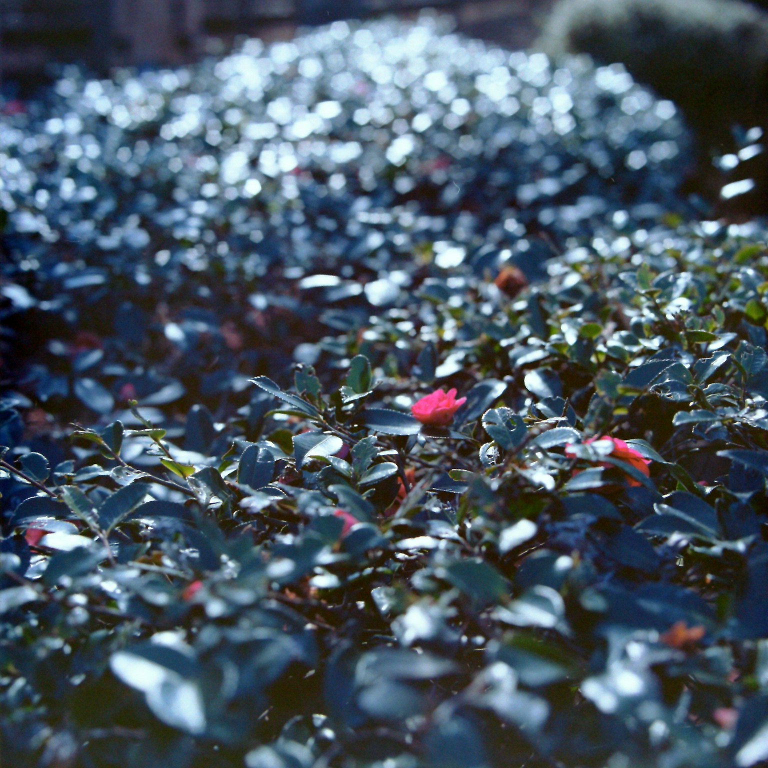 Groupe de plantes vibrantes avec des fleurs rouges parmi des feuilles bleu-vert