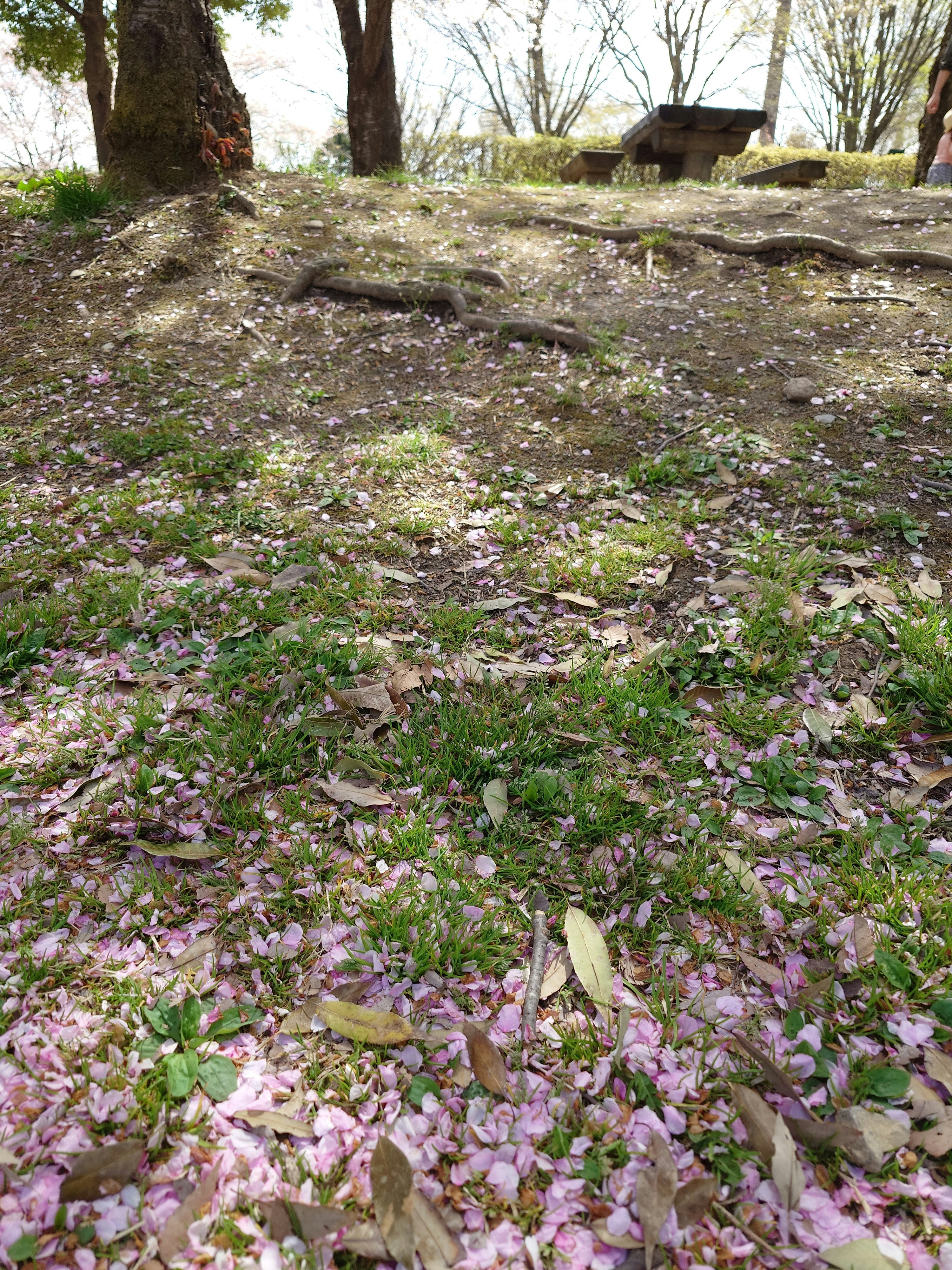 terreno del bosco coperto di fiori, rami caduti e alberi