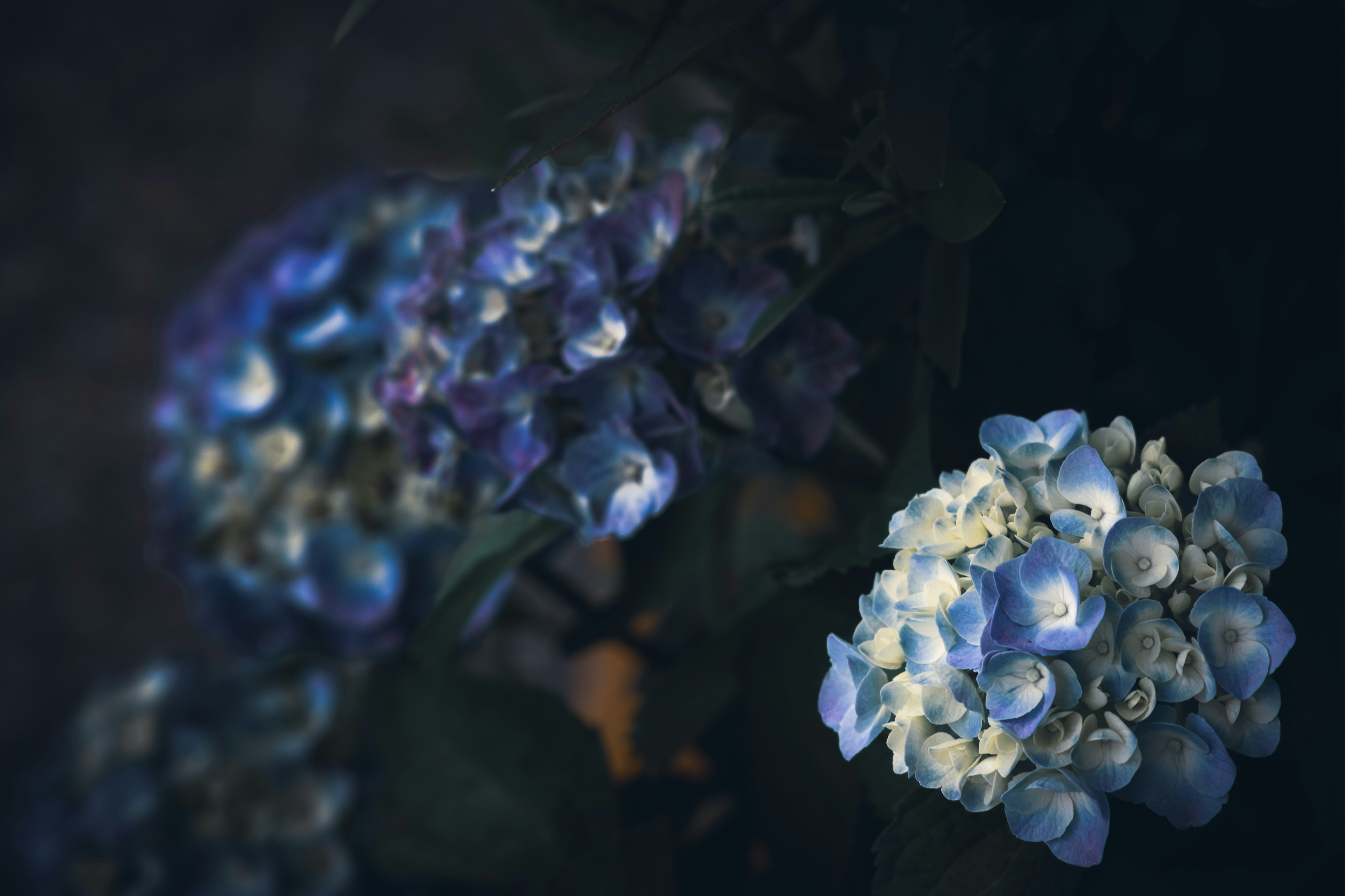 藍色花朵特寫與柔和散景花束