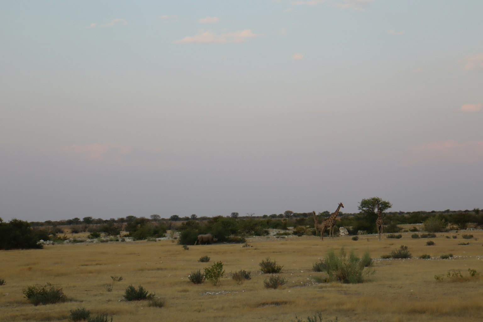 Expansive grassland under a soft sky