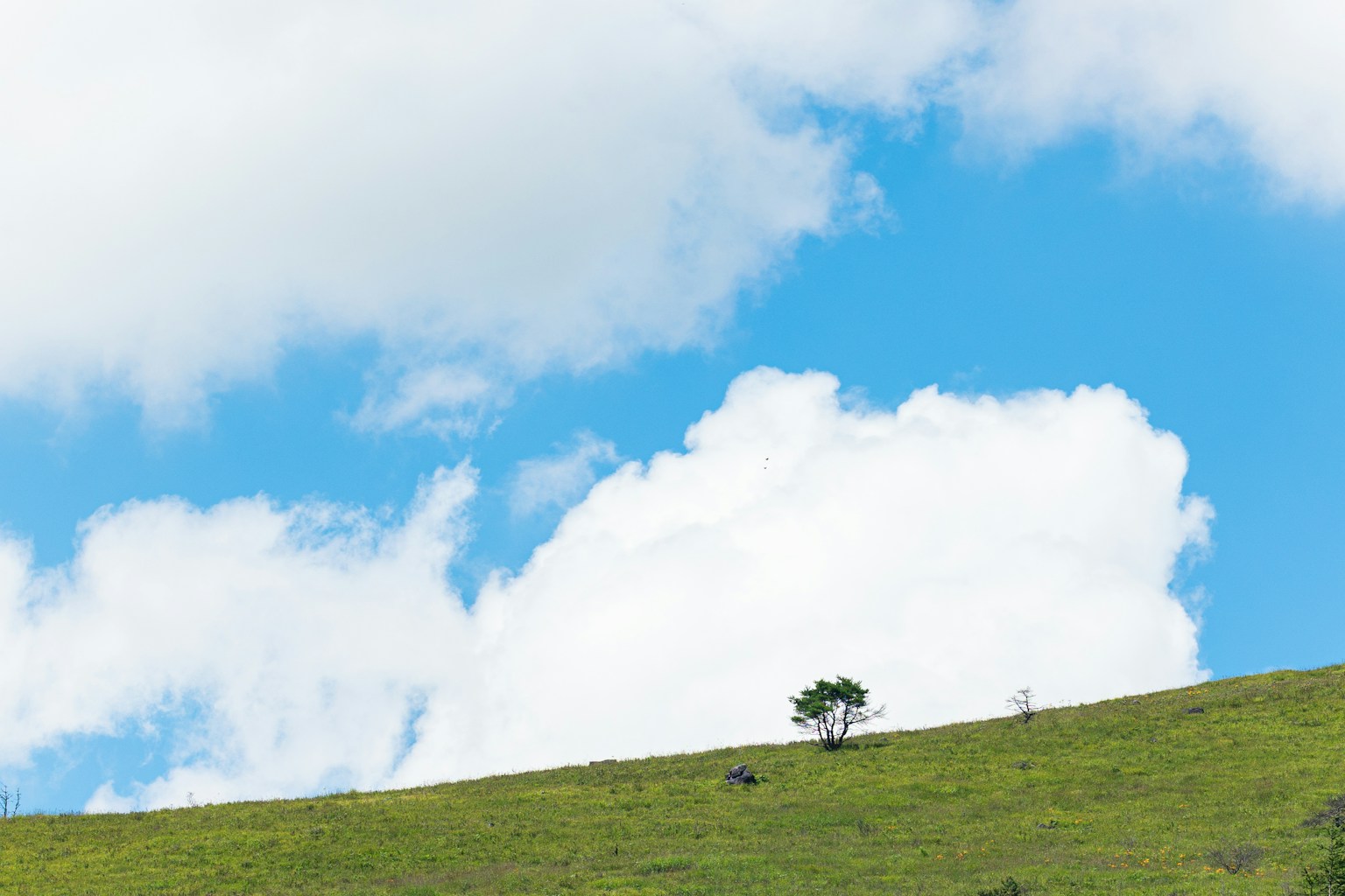 Un albero singolo su una collina verde sotto un cielo blu