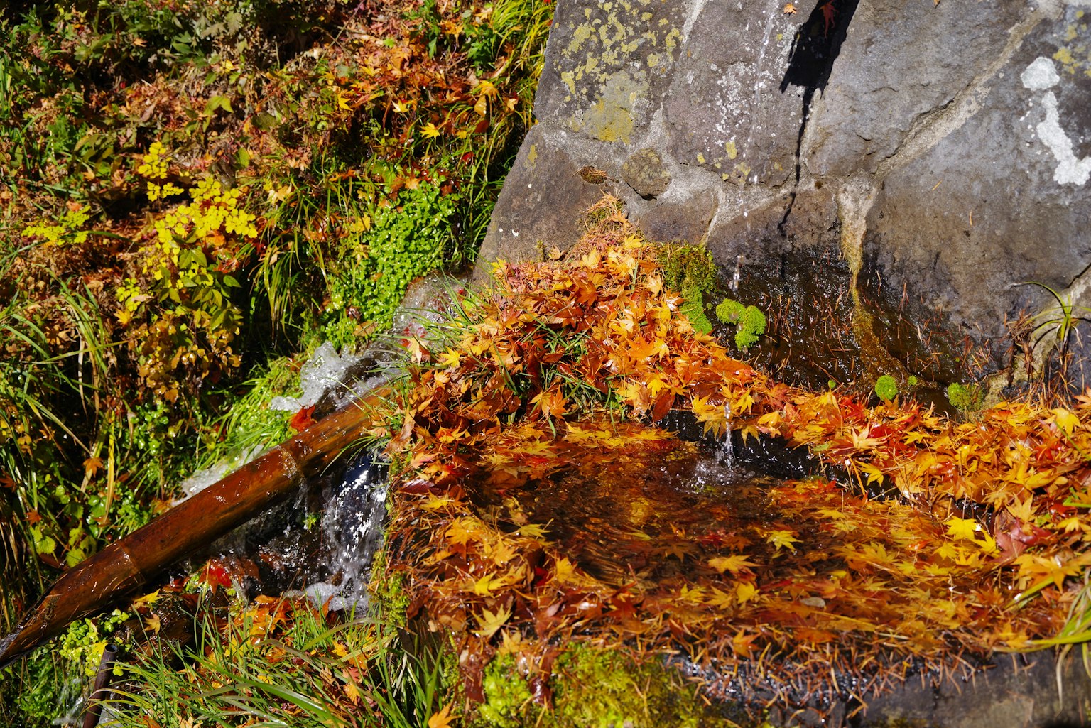 秋の葉が浮かぶ水たまりと岩の近くの水流