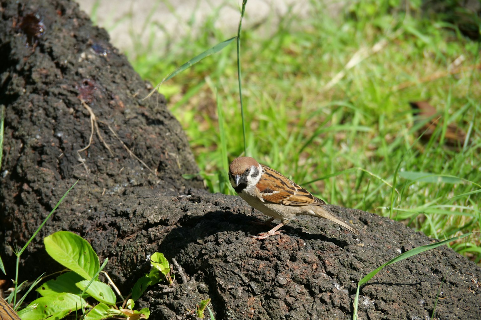 Ein kleiner Vogel steht nahe einem Baumstamm