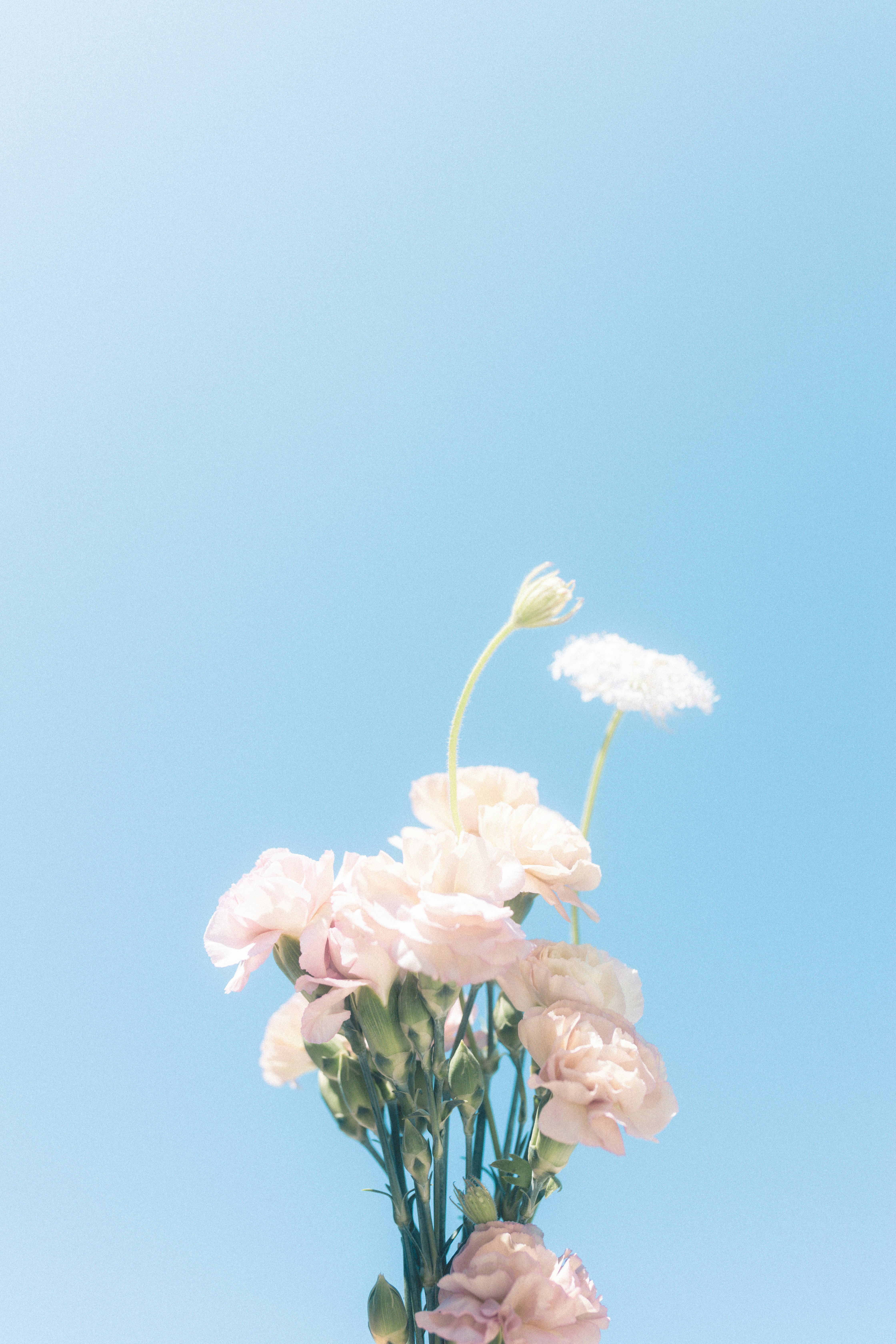 Bouquet di fiori rosa su cielo azzurro