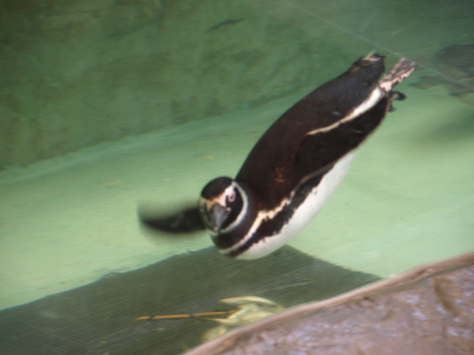 Pinguino che nuota sott'acqua con un corpo idrodinamico