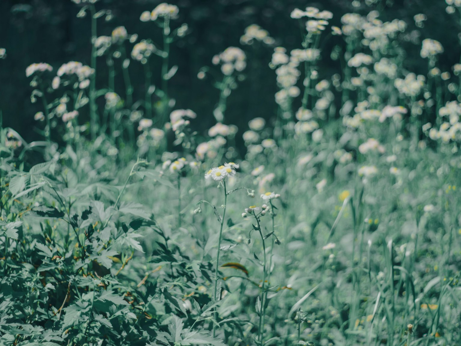 A lush green field with blooming white flowers