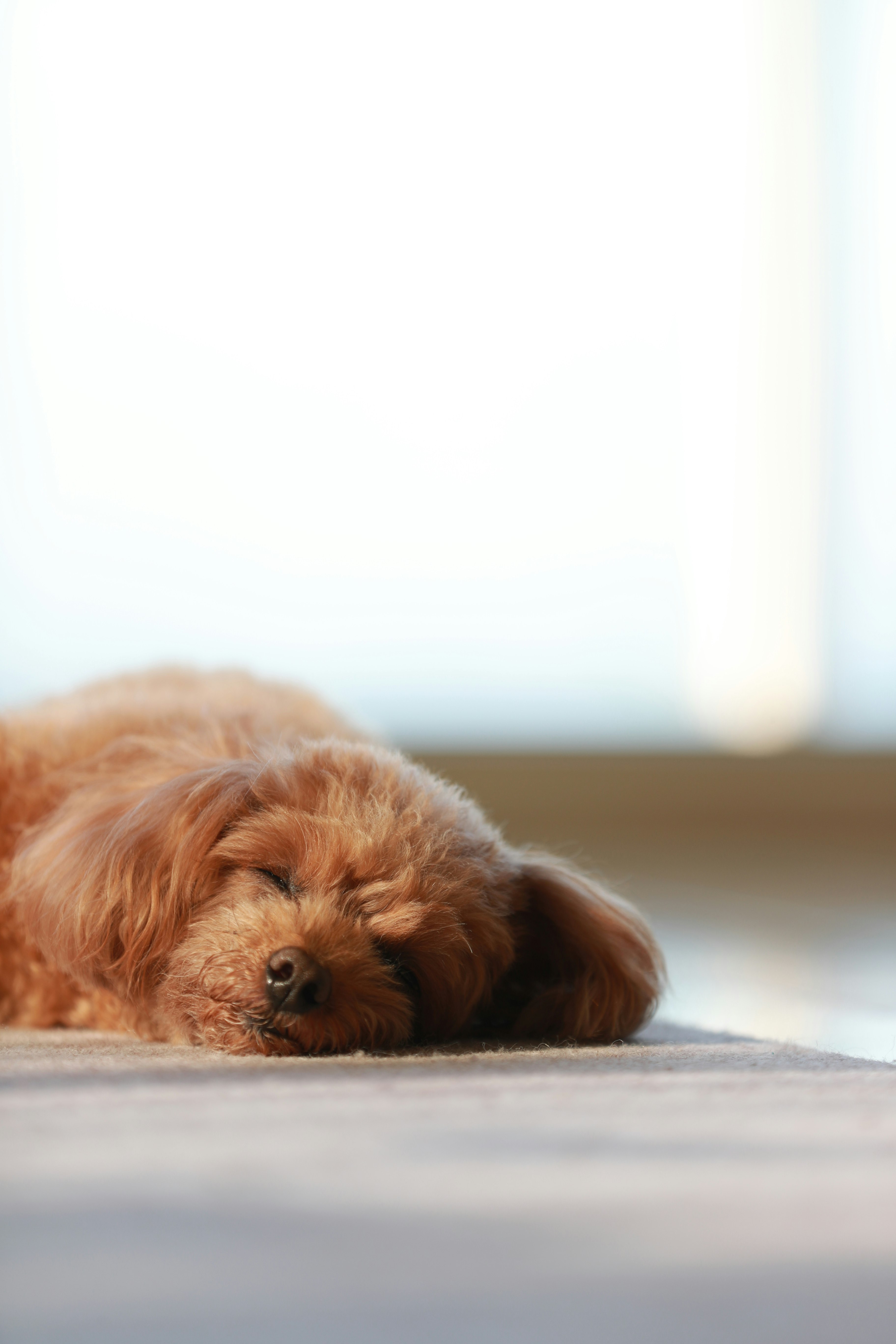 沙發上趴著的玩具貴賓犬