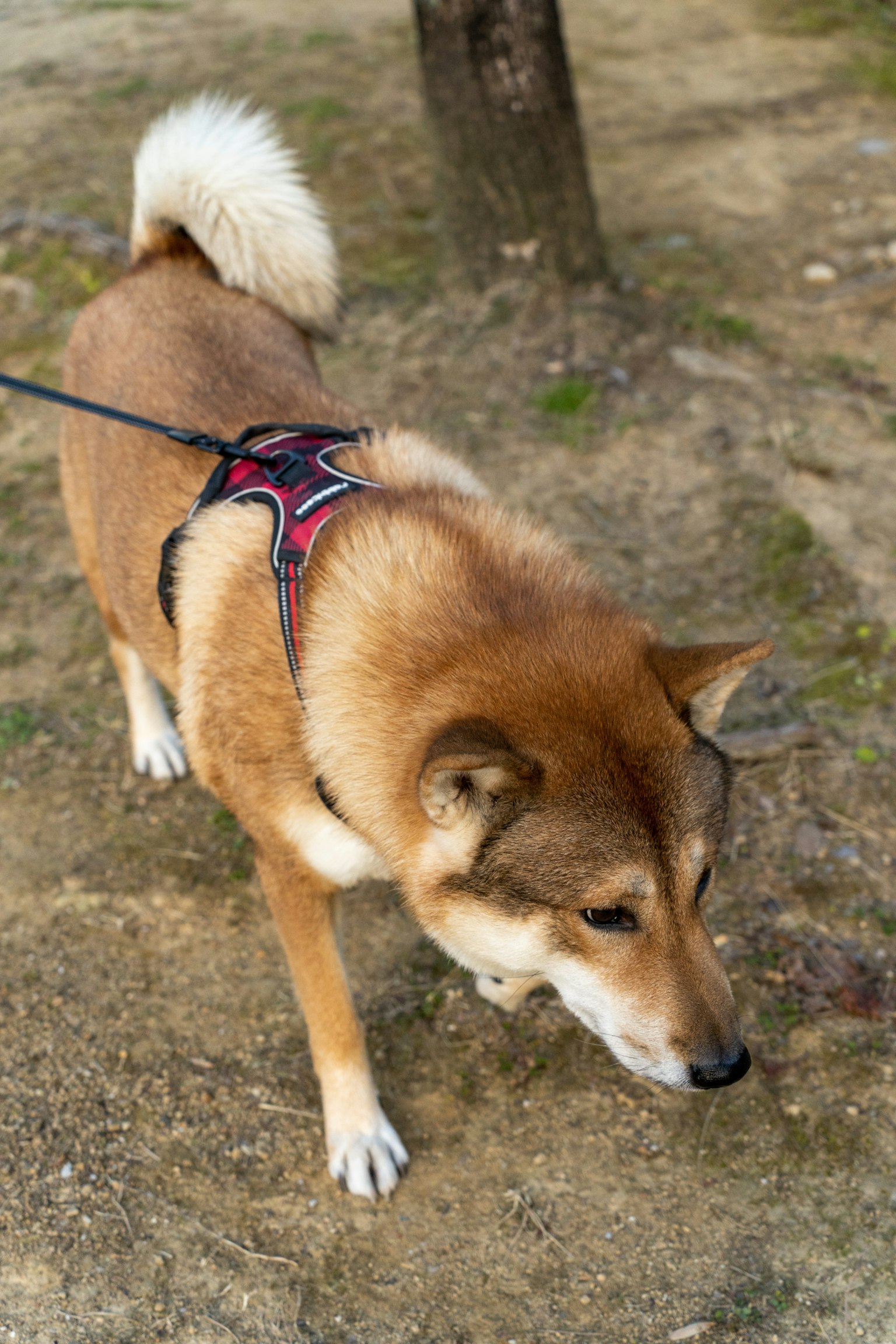 Chó Shiba Inu đang đi dạo trên dây xích trong công viên