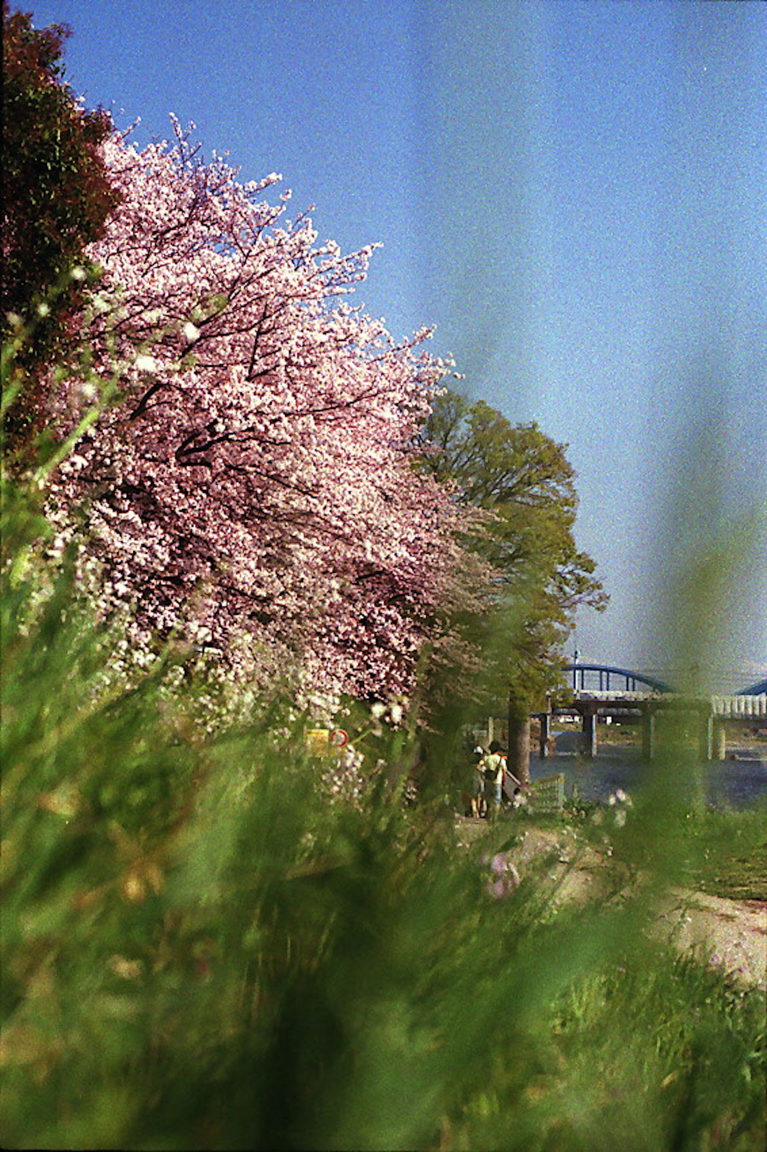 Pemandangan pohon sakura yang mekar dan rumput hijau di bawah langit biru