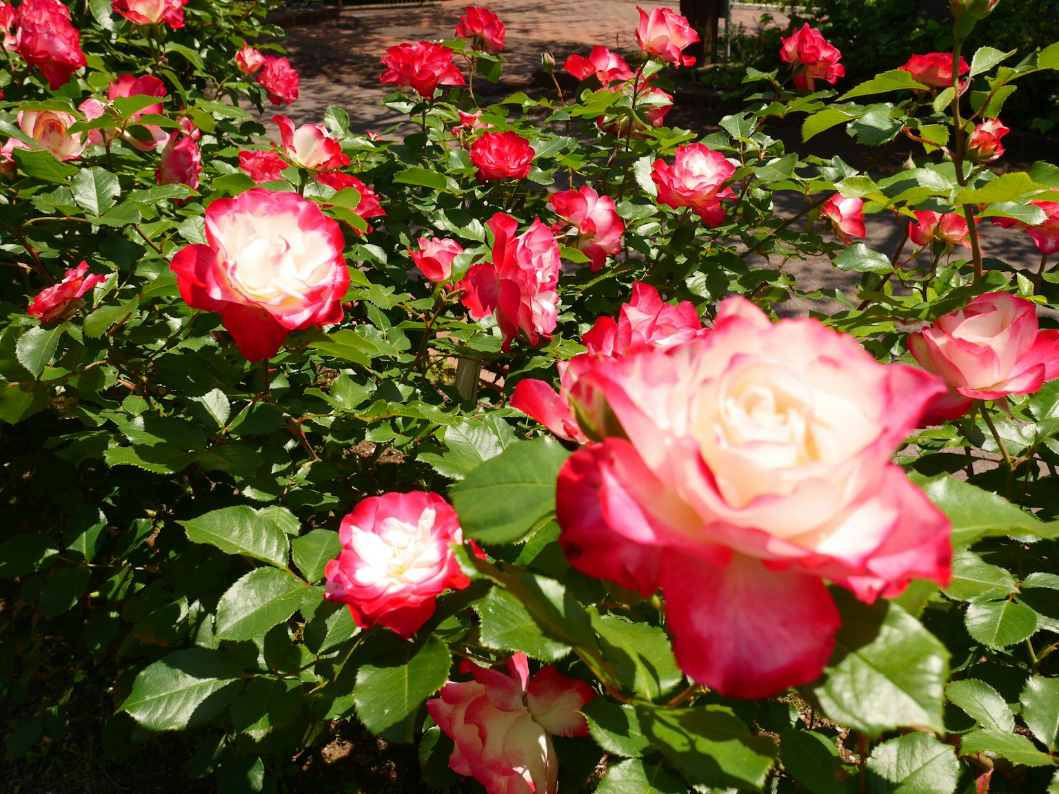 Ein lebendiger Garten voller blühender Rosen in rosa und weißen Farbtönen
