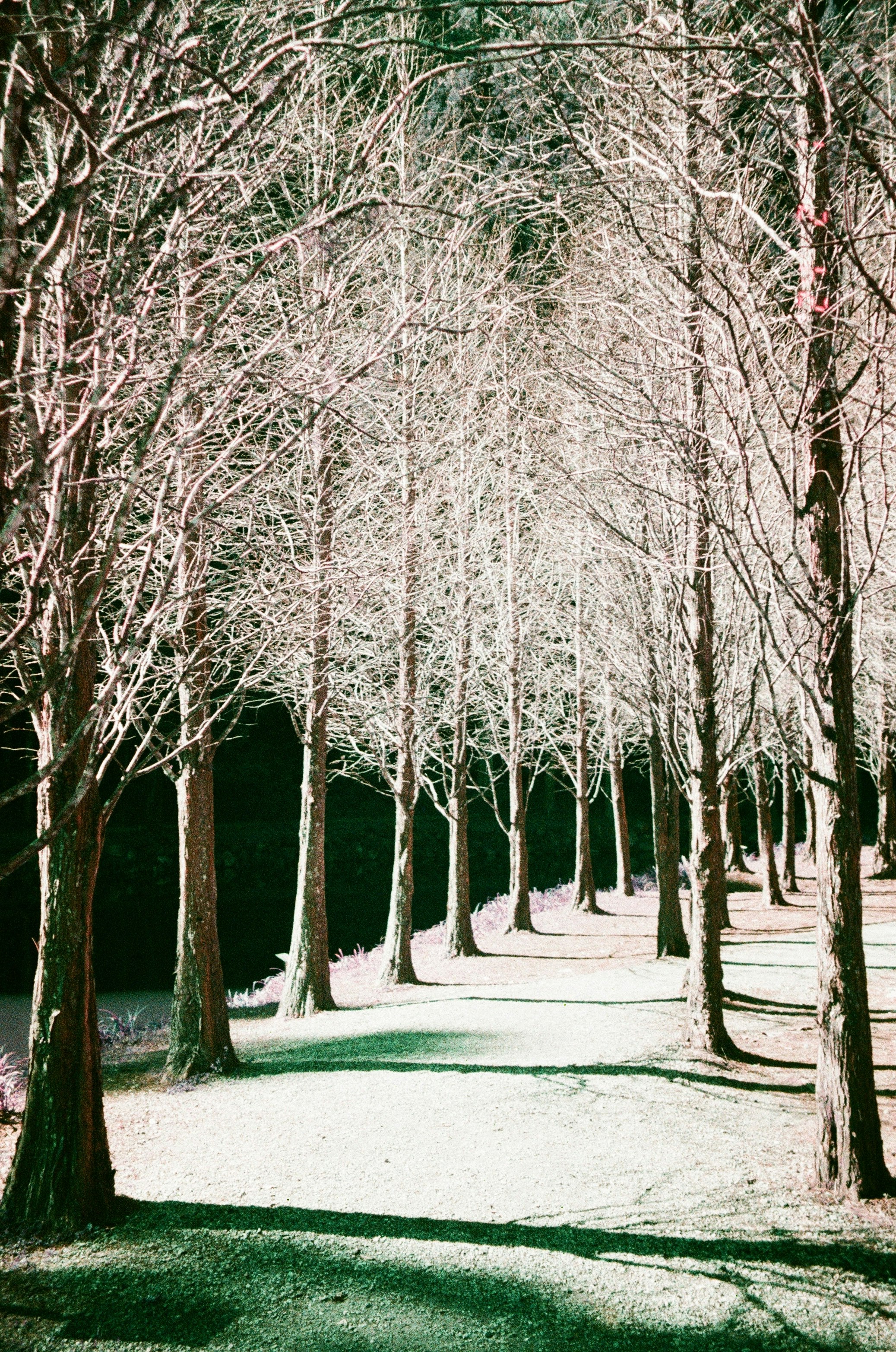 並木道の桜のような木々が続く春の小径