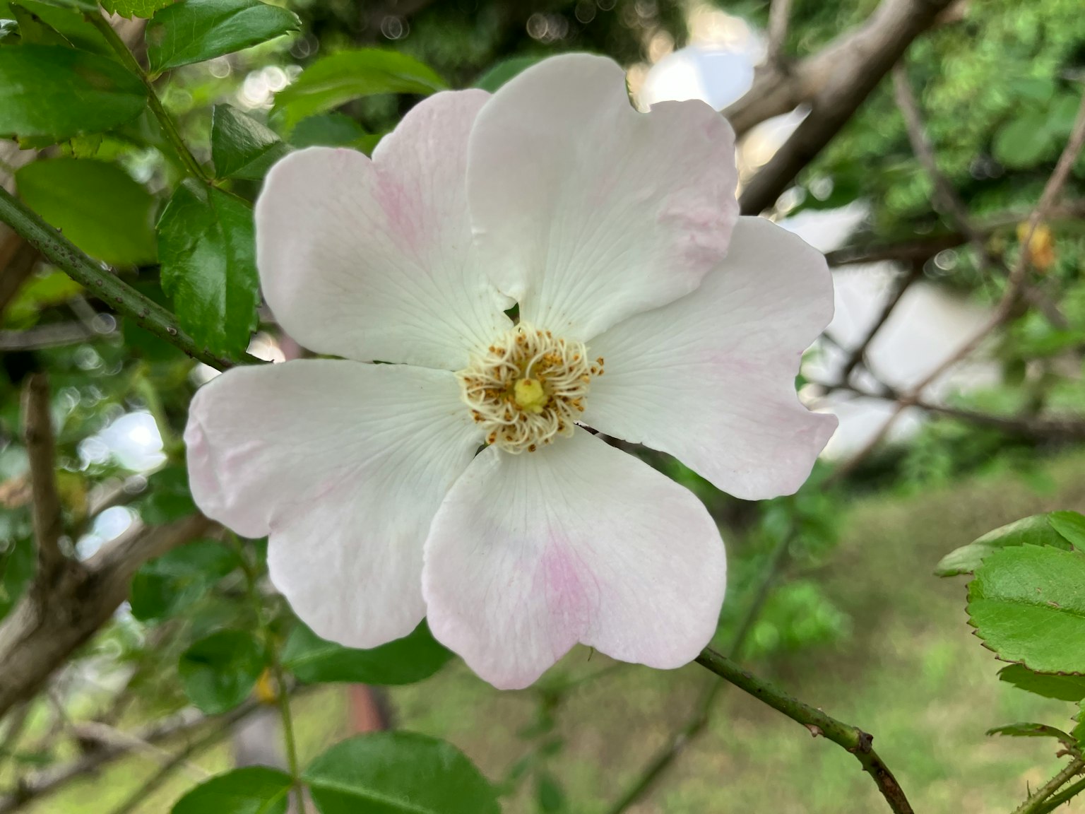 白色花瓣的玫瑰花被綠色葉子包圍