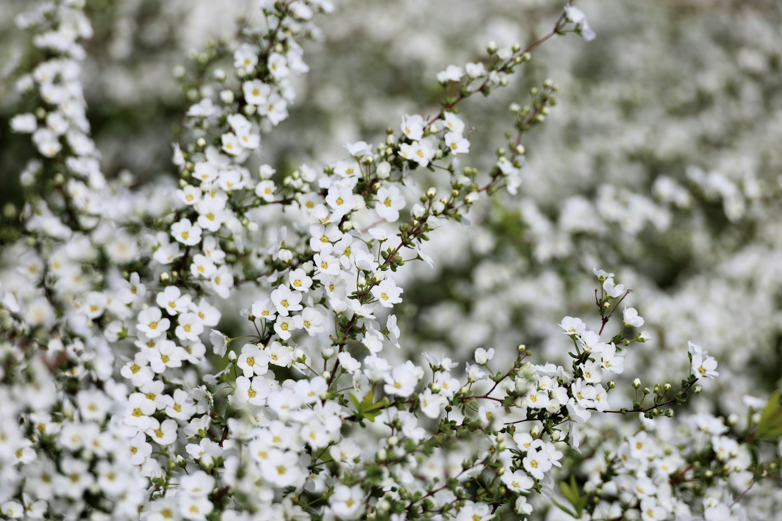 Ein Feld mit blühenden weißen Blumen