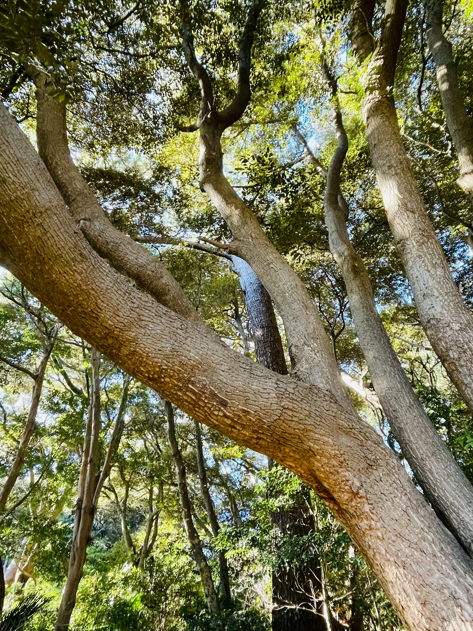 Tronc d'arbre épais et branches s'élevant vers le ciel dans un paysage forestier