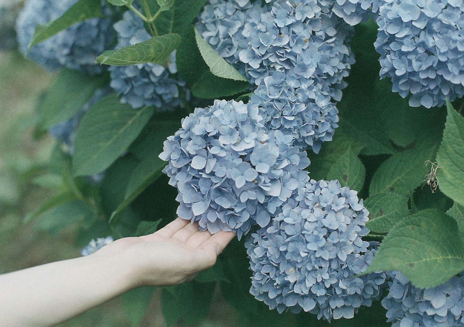 Sebuah tangan dengan lembut menyentuh bunga hydrangea biru dan daun hijau