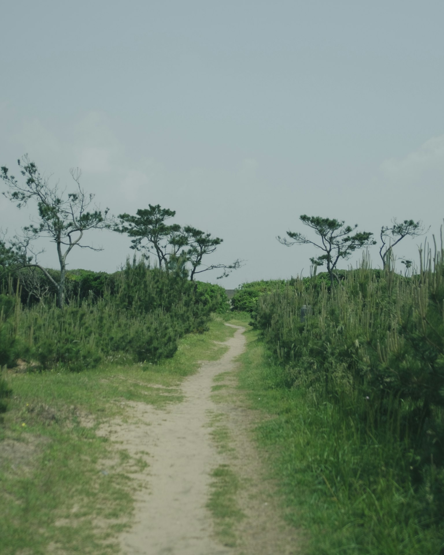 Sentiero circondato da erba verde e alberi