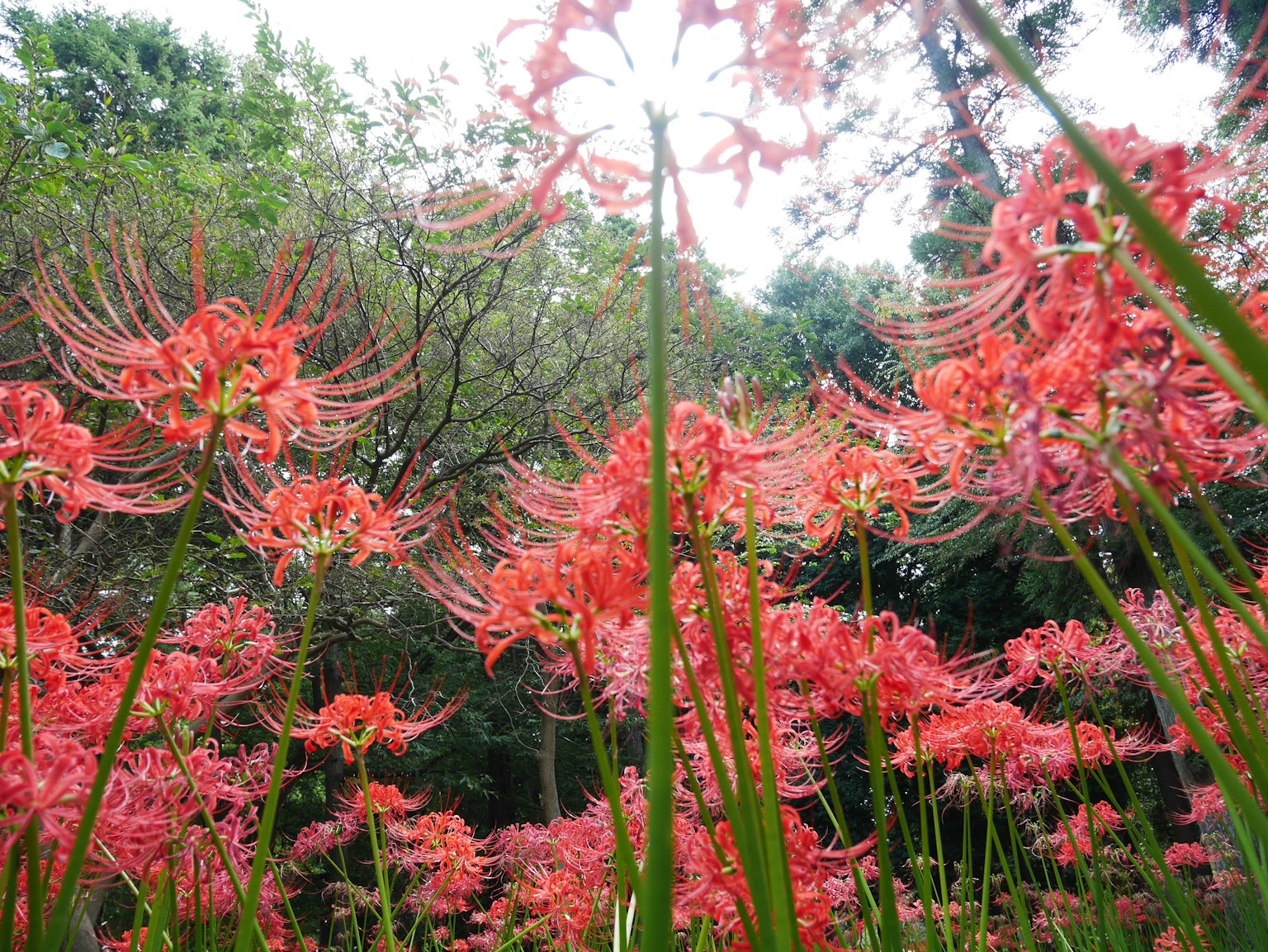 Champ de lys araignée rouges avec de l'herbe verte autour