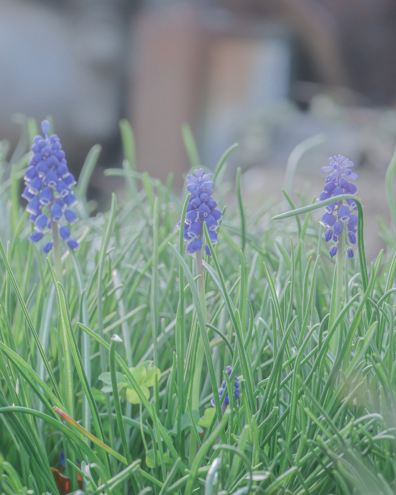 Paesaggio con fiori viola tra l'erba verde