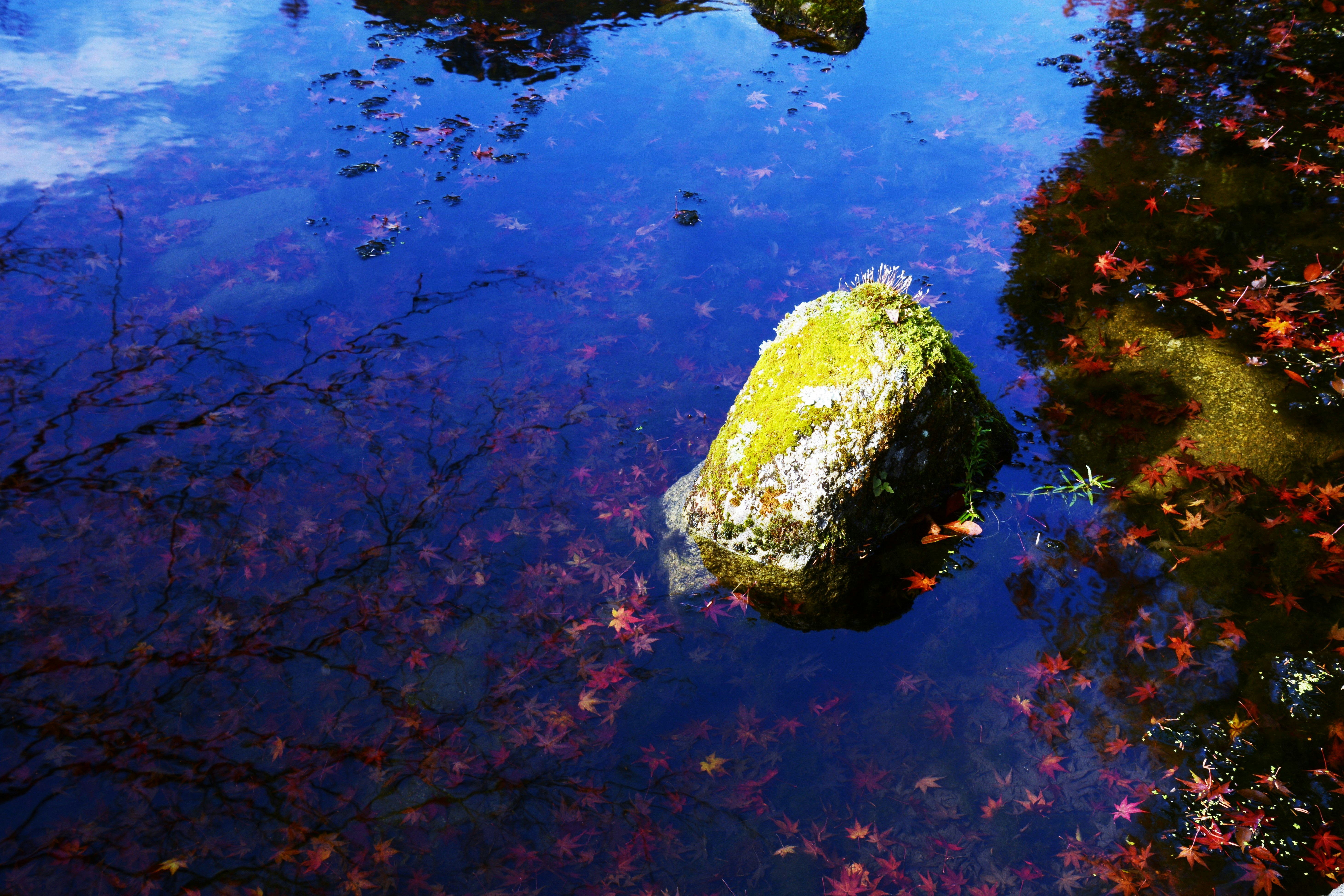 青い水面に浮かぶ苔むした石と紅葉の花びら
