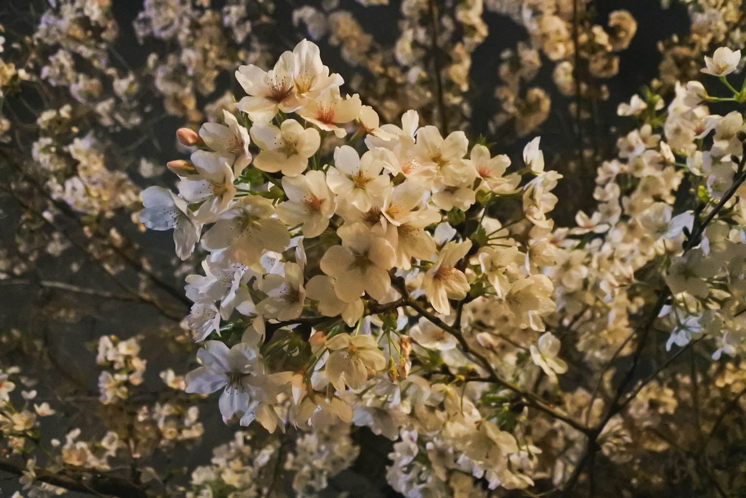 Gros plan de fleurs de cerisier en fleurs sur des branches