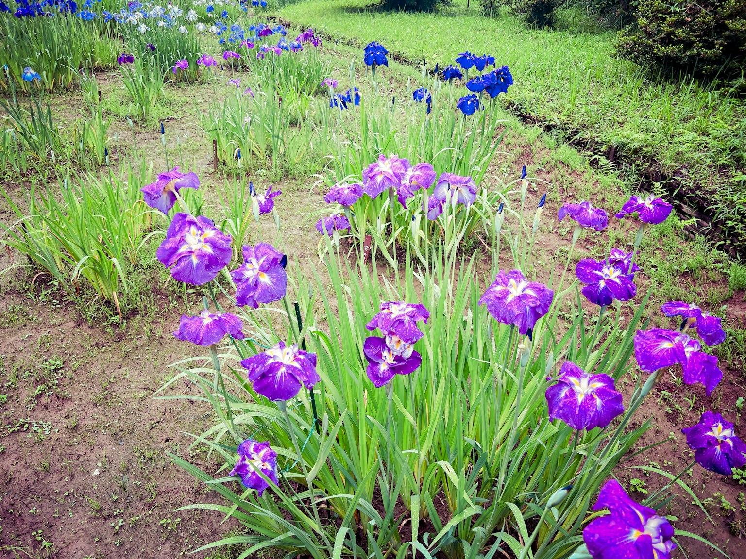 Garden of blooming purple irises