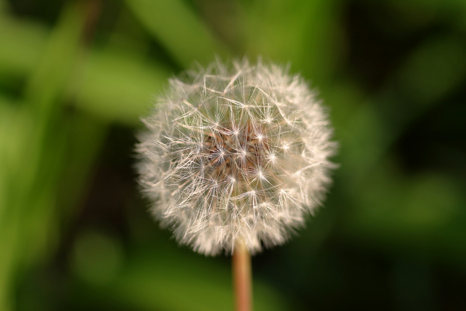 Close-up of a dandelion seed head against a green background