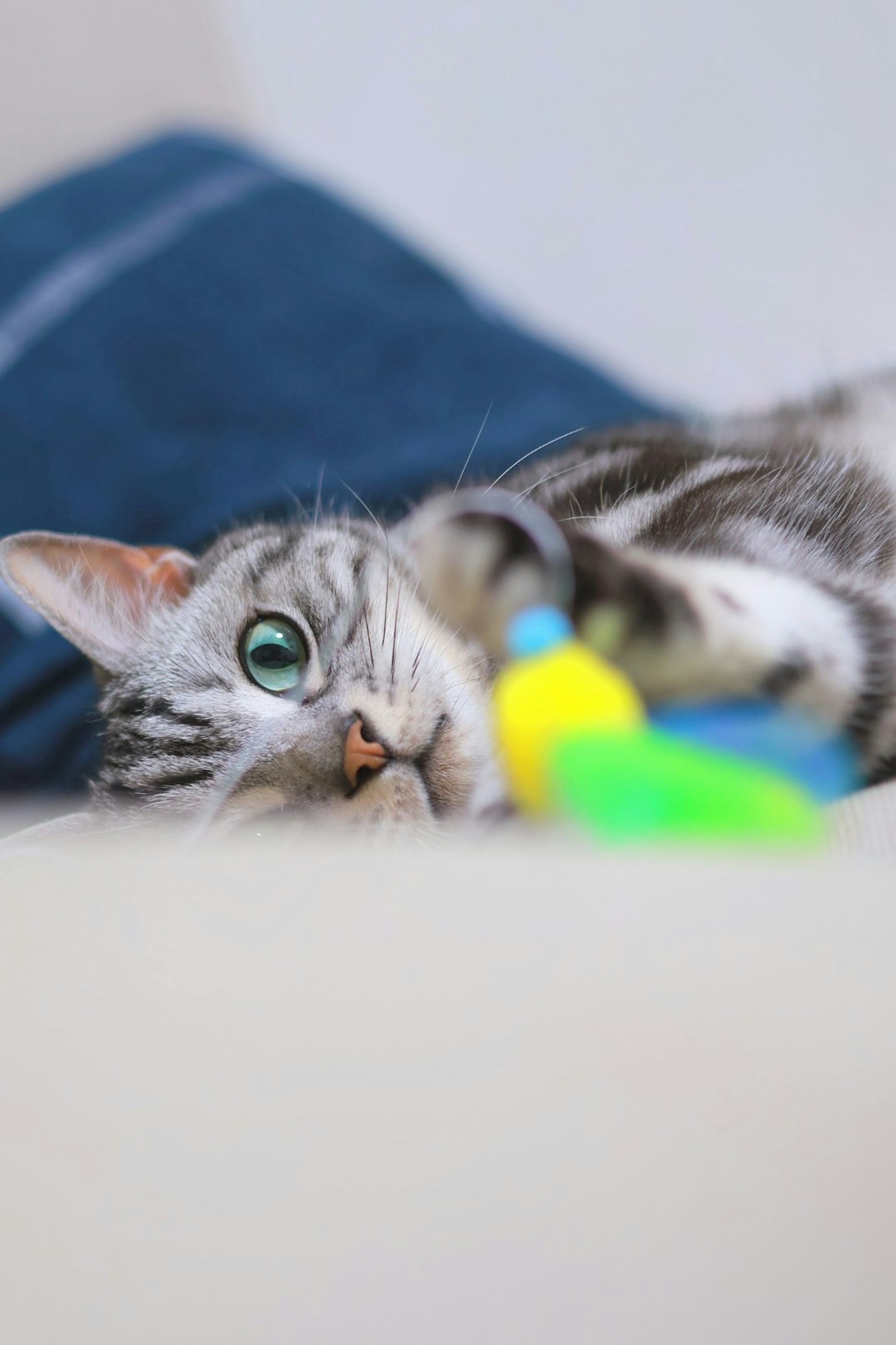 特写一只猫在玩一个多彩的玩具，拥有引人注目的绿色眼睛