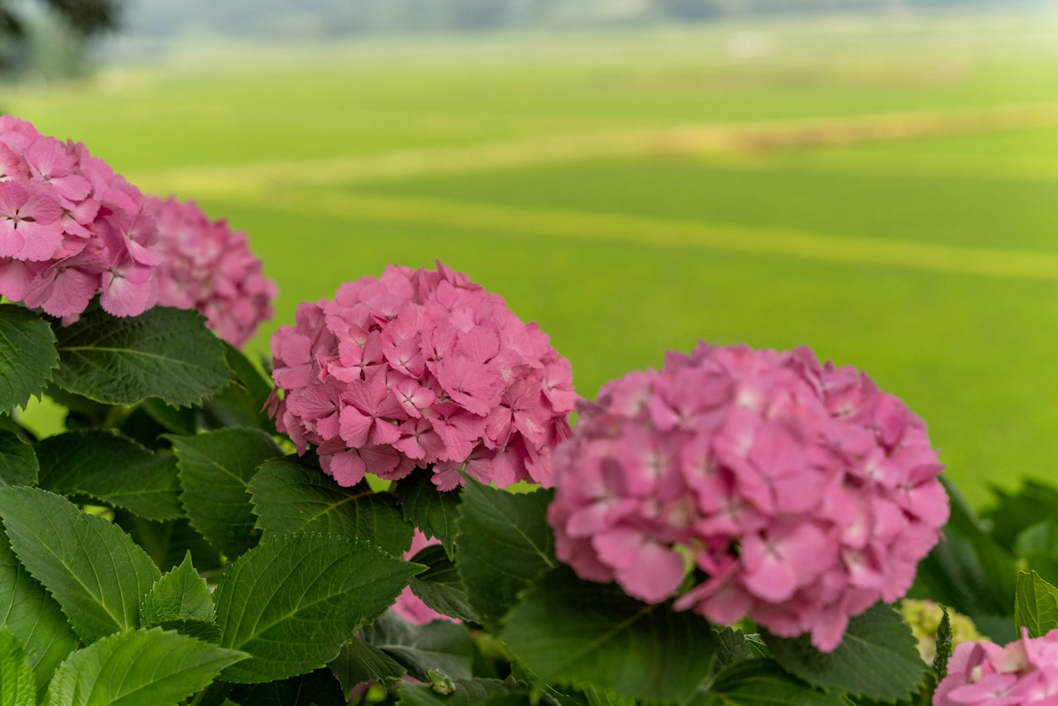 Flores de hortensia rosa floreciendo en un paisaje verde