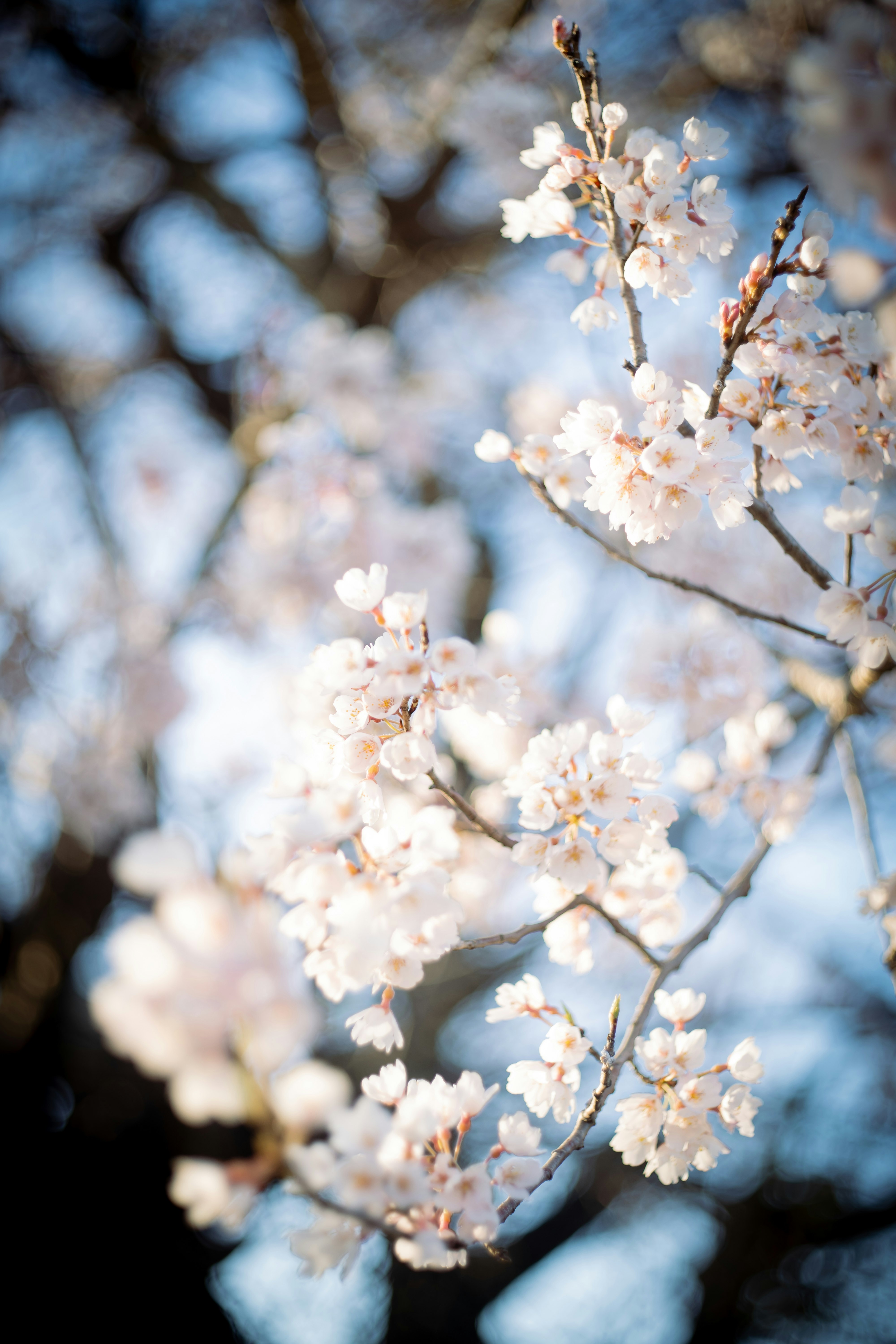 青空を背景に咲く桜の花のクローズアップ