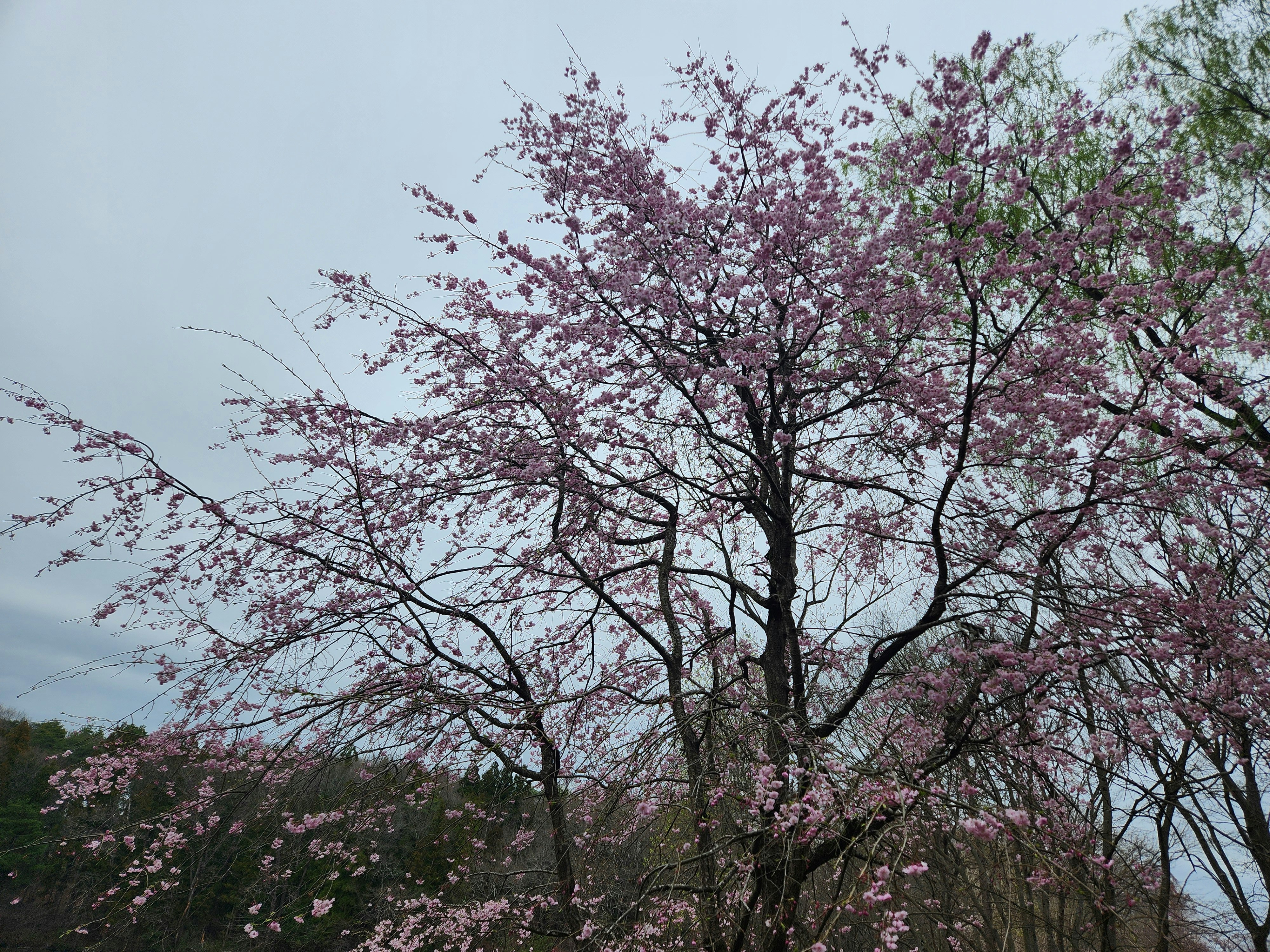 春季鄉野風景中的櫻花盛開