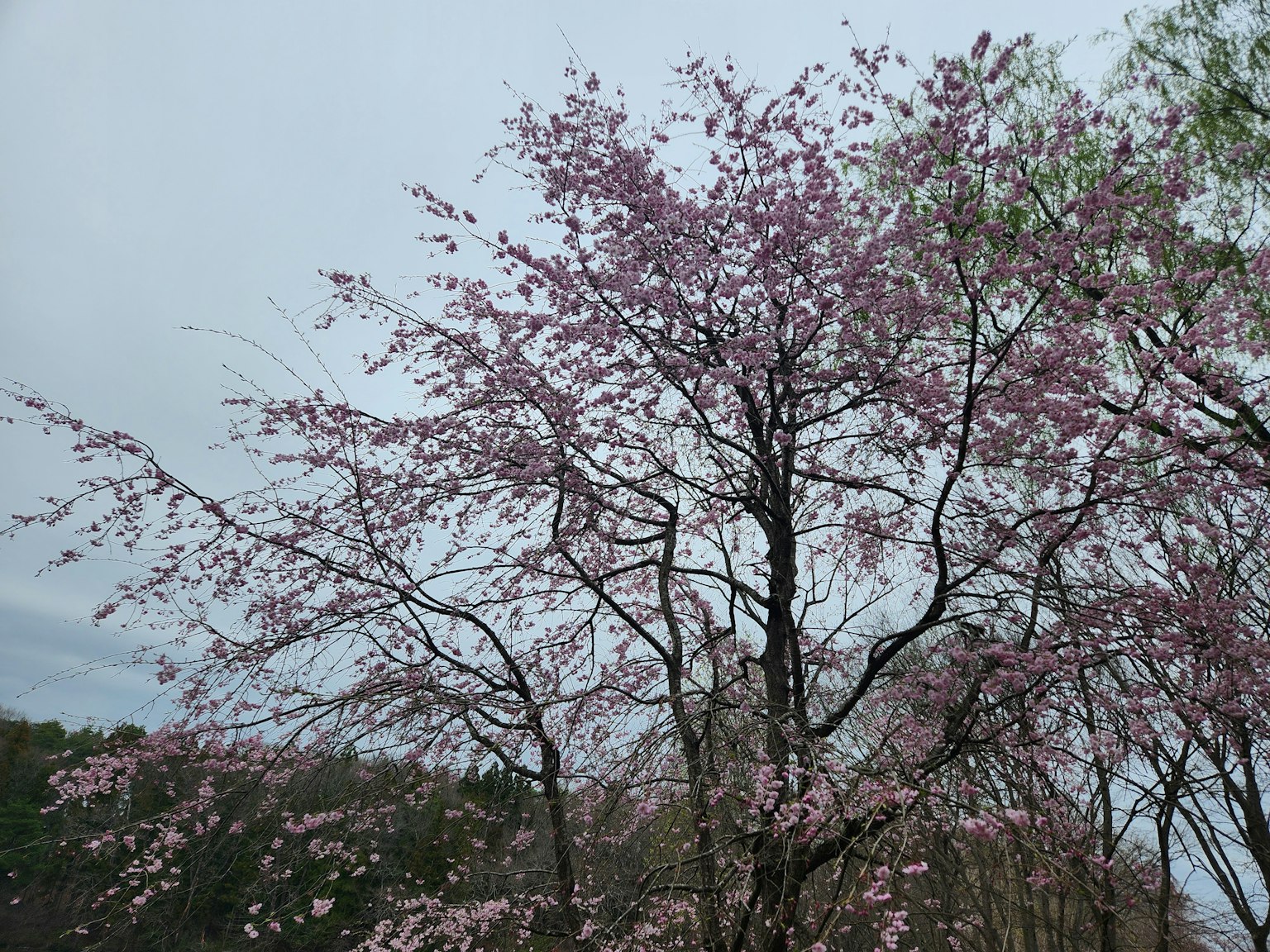 벚꽃이 핀 나무의 풍경