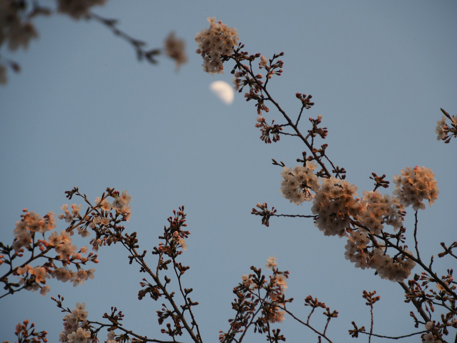 Cabang berbunga di langit biru dengan bulan terlihat