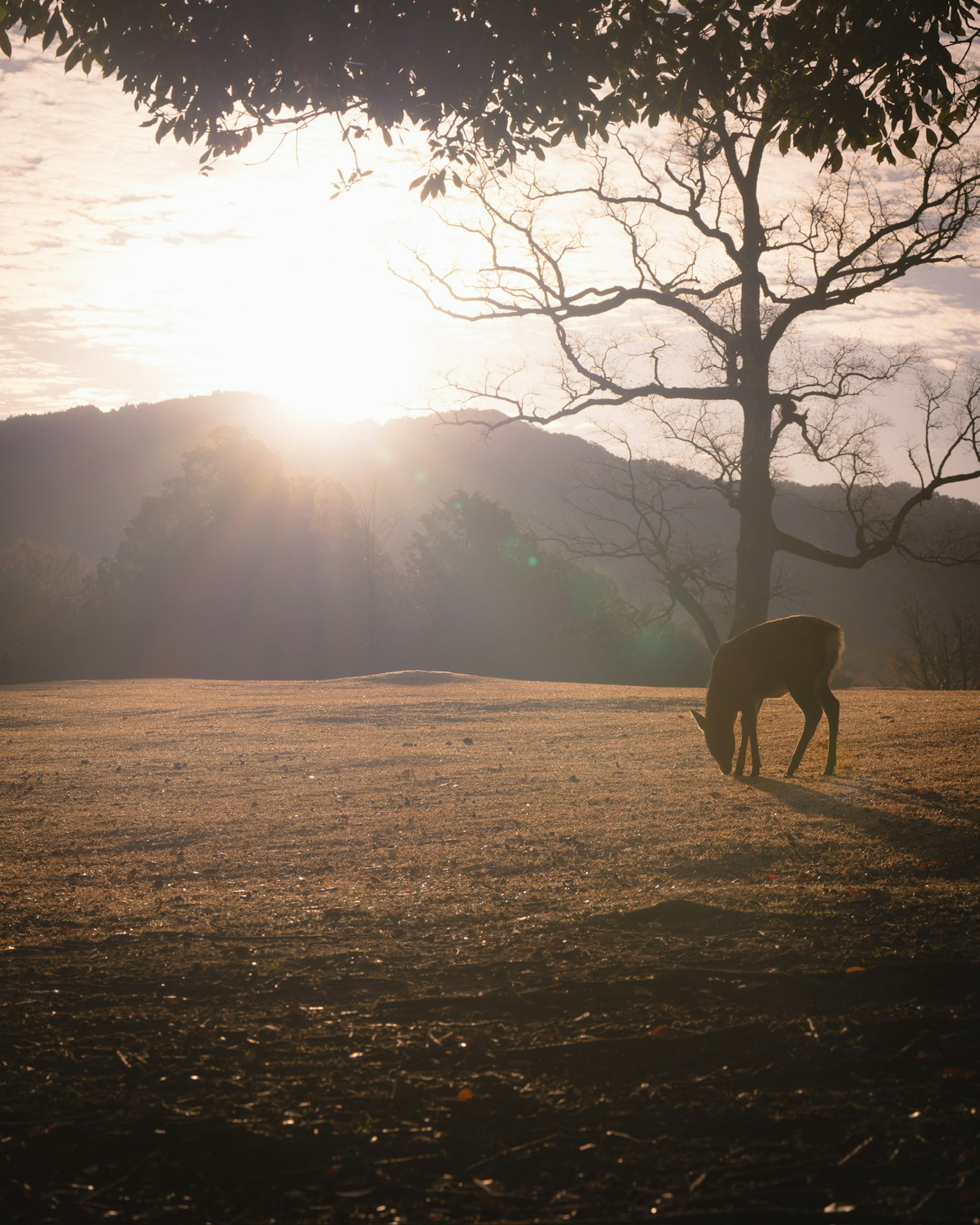 A deer grazing in a field with a sunset and tree silhouette