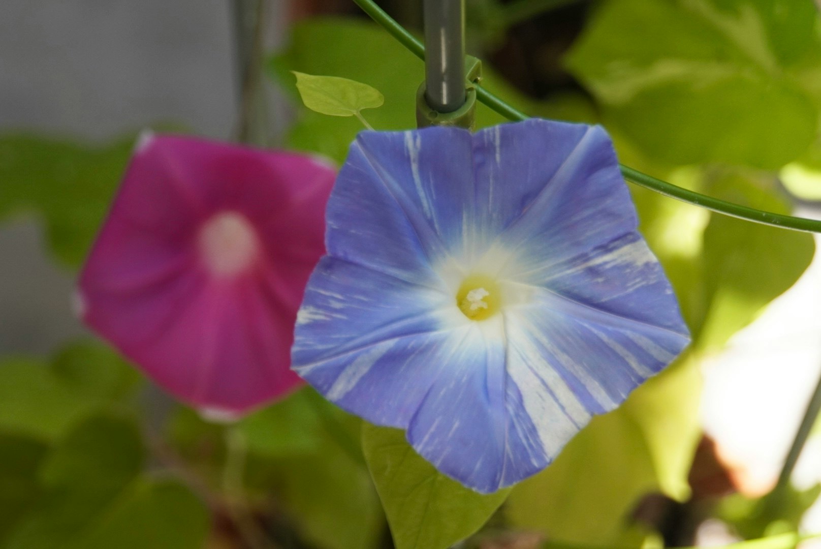 青い朝顔の花とつぼみのある庭の花